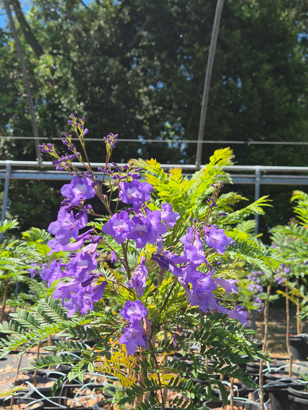 Jacaranda mimosifolia Bonsai Blue