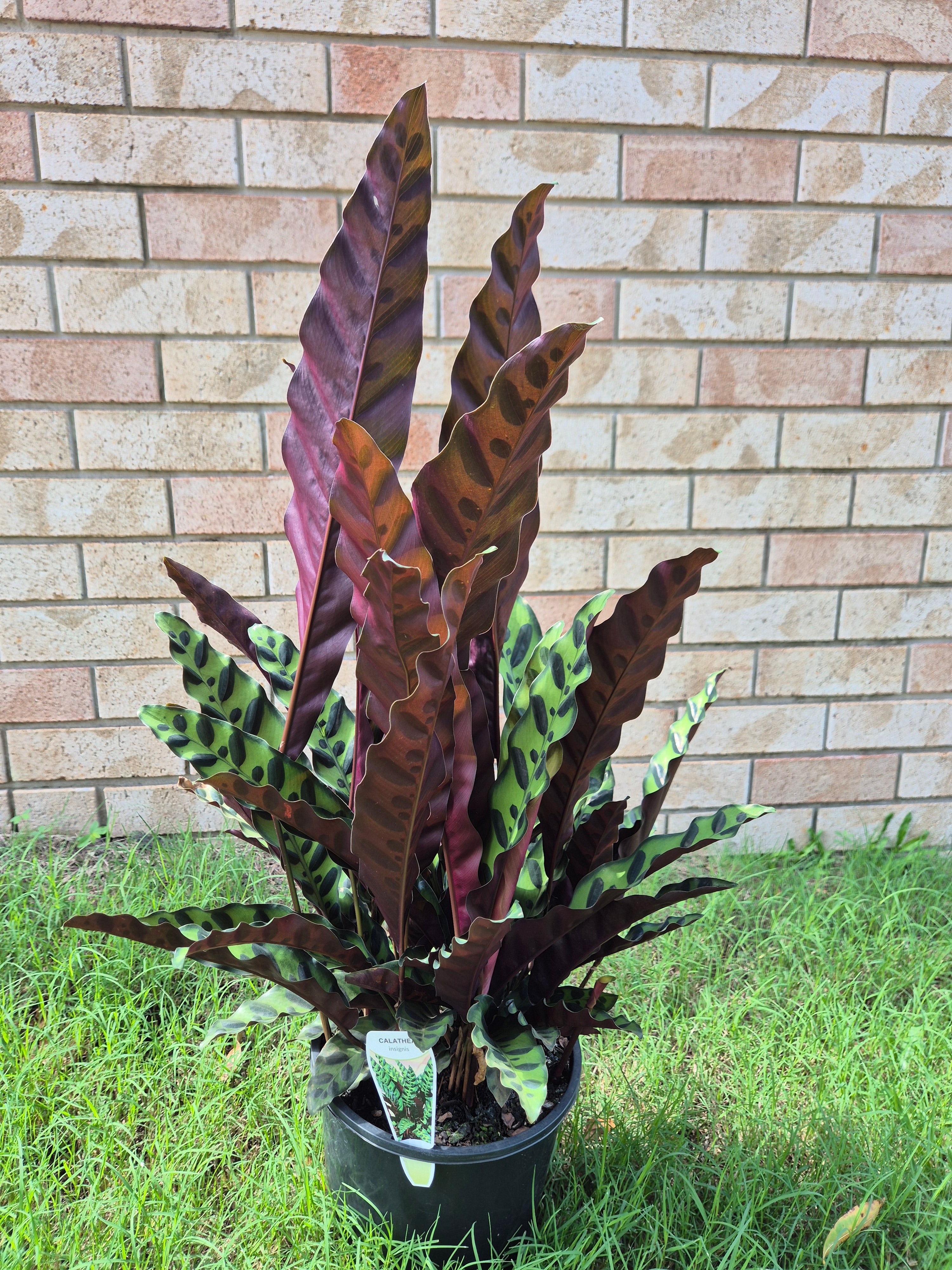 Calathea insignis Rattlesnake (syn. Goeppertia)