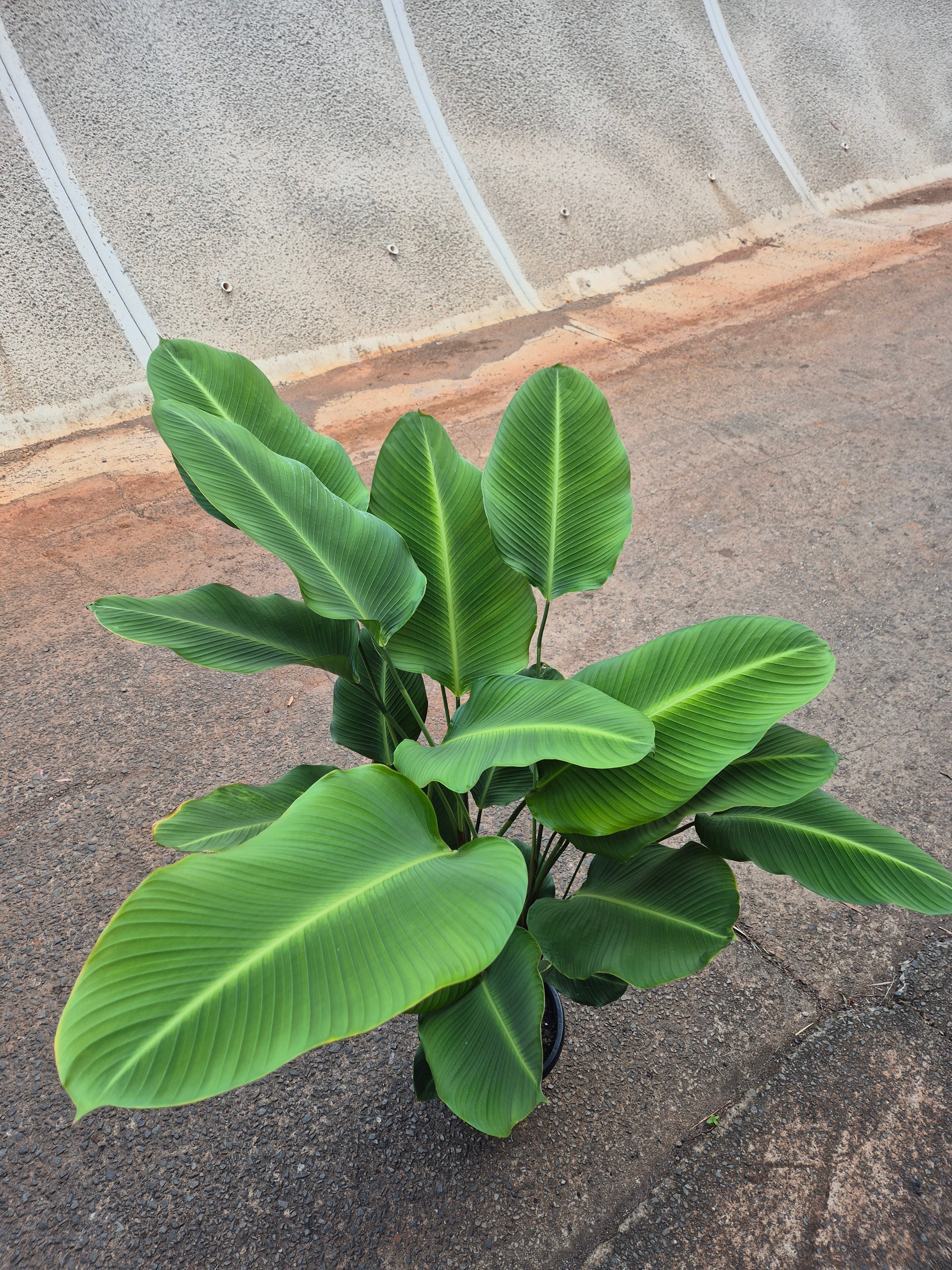 Calathea crotalifera Yellow Rattleshaker