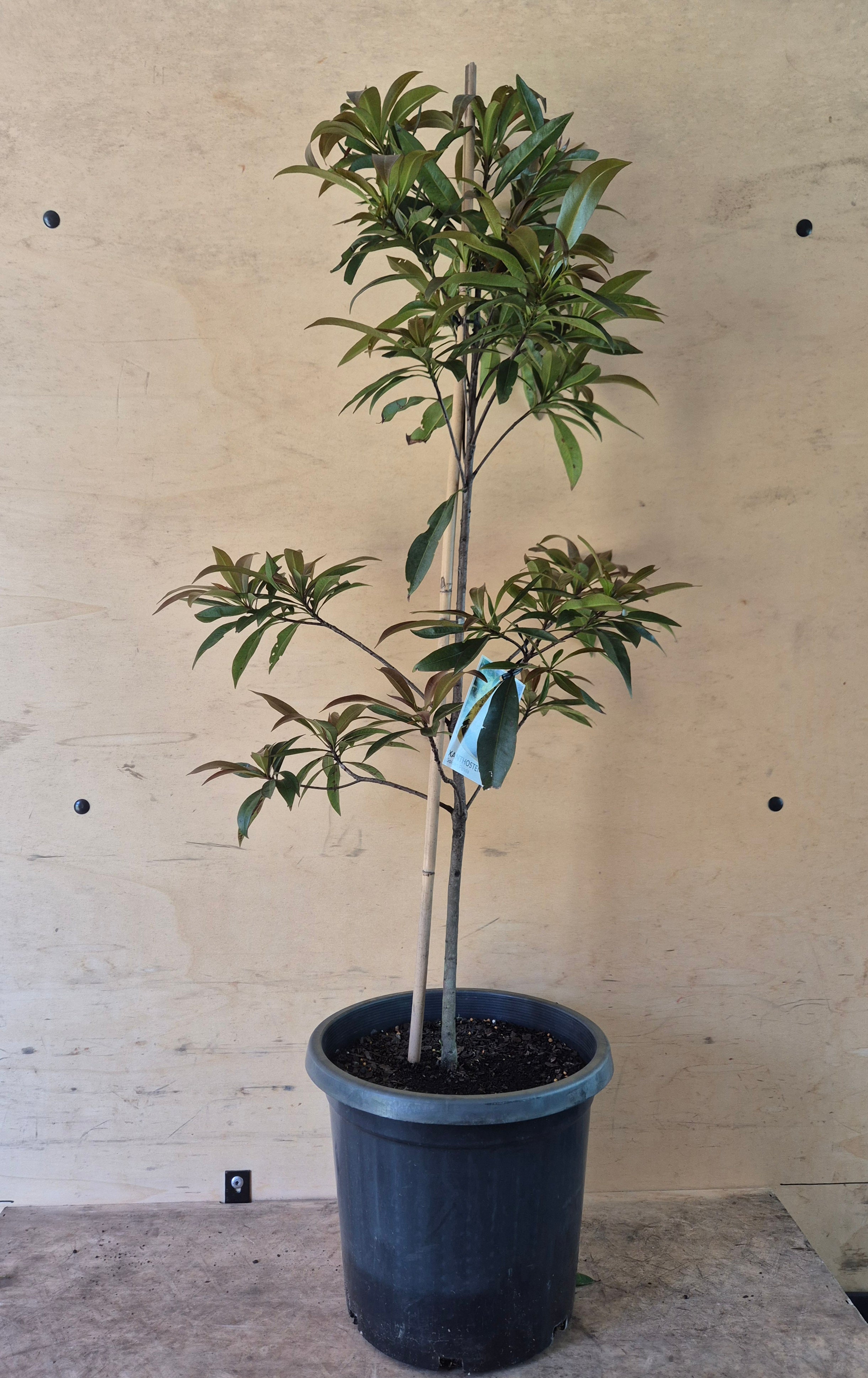 Xanthostemon chrysanthus