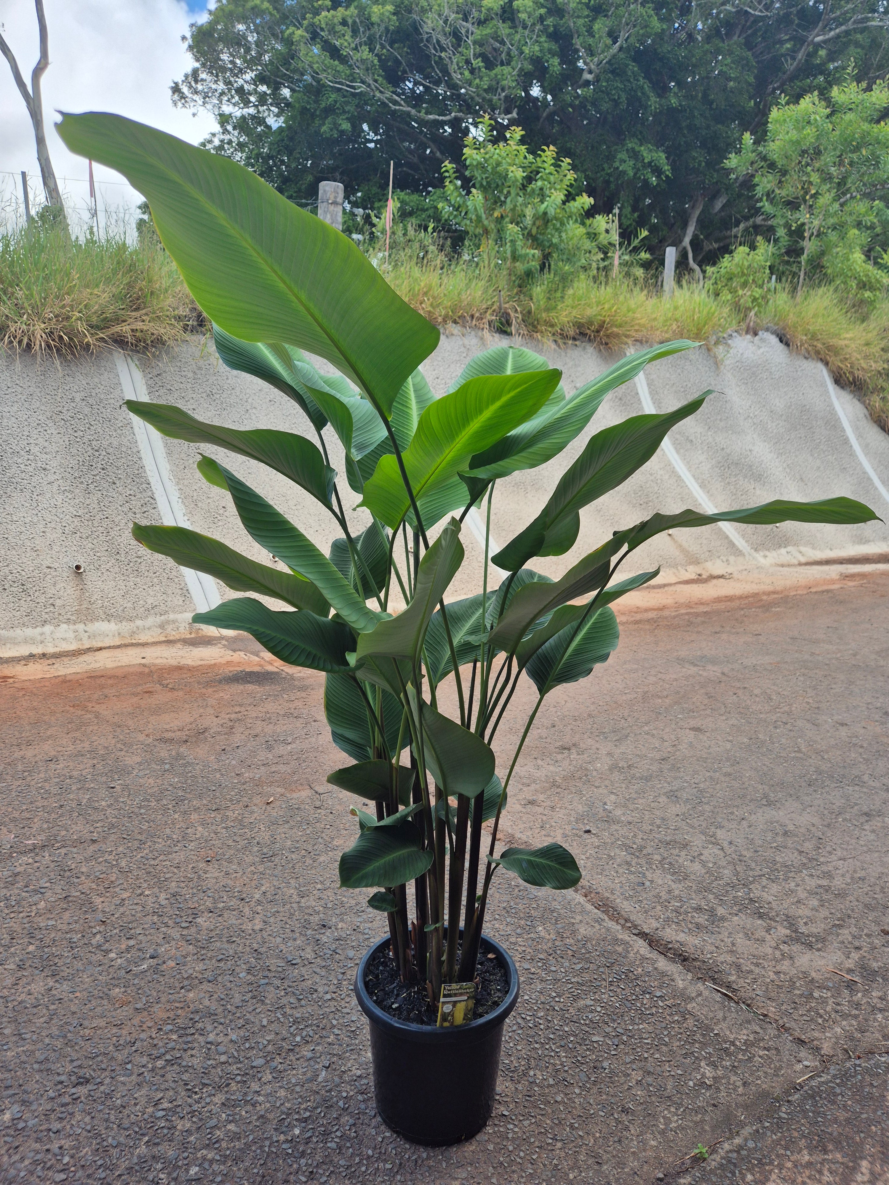 Calathea crotalifera Yellow Rattleshaker