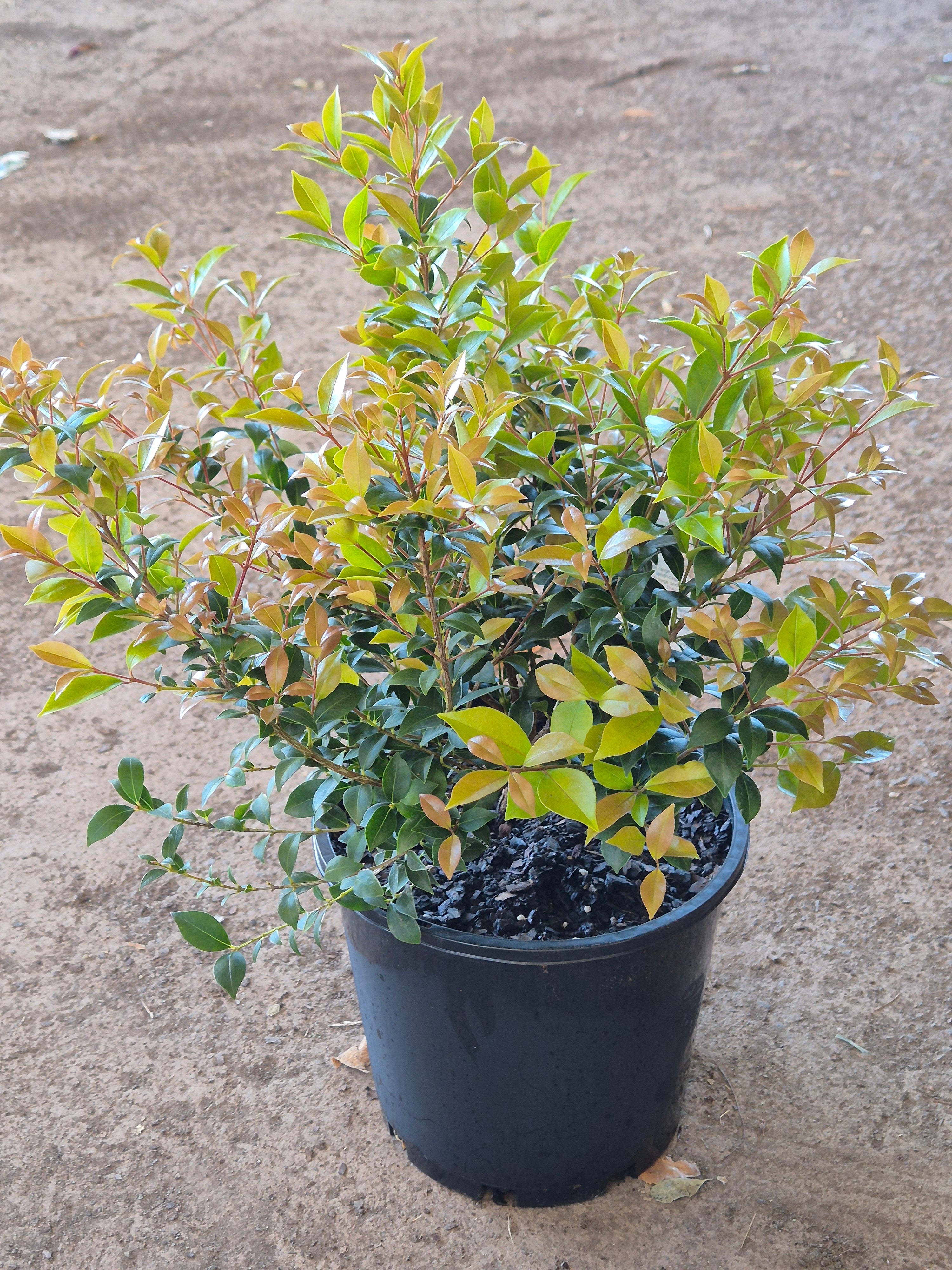 Acmena smithii minor Allyn Magic