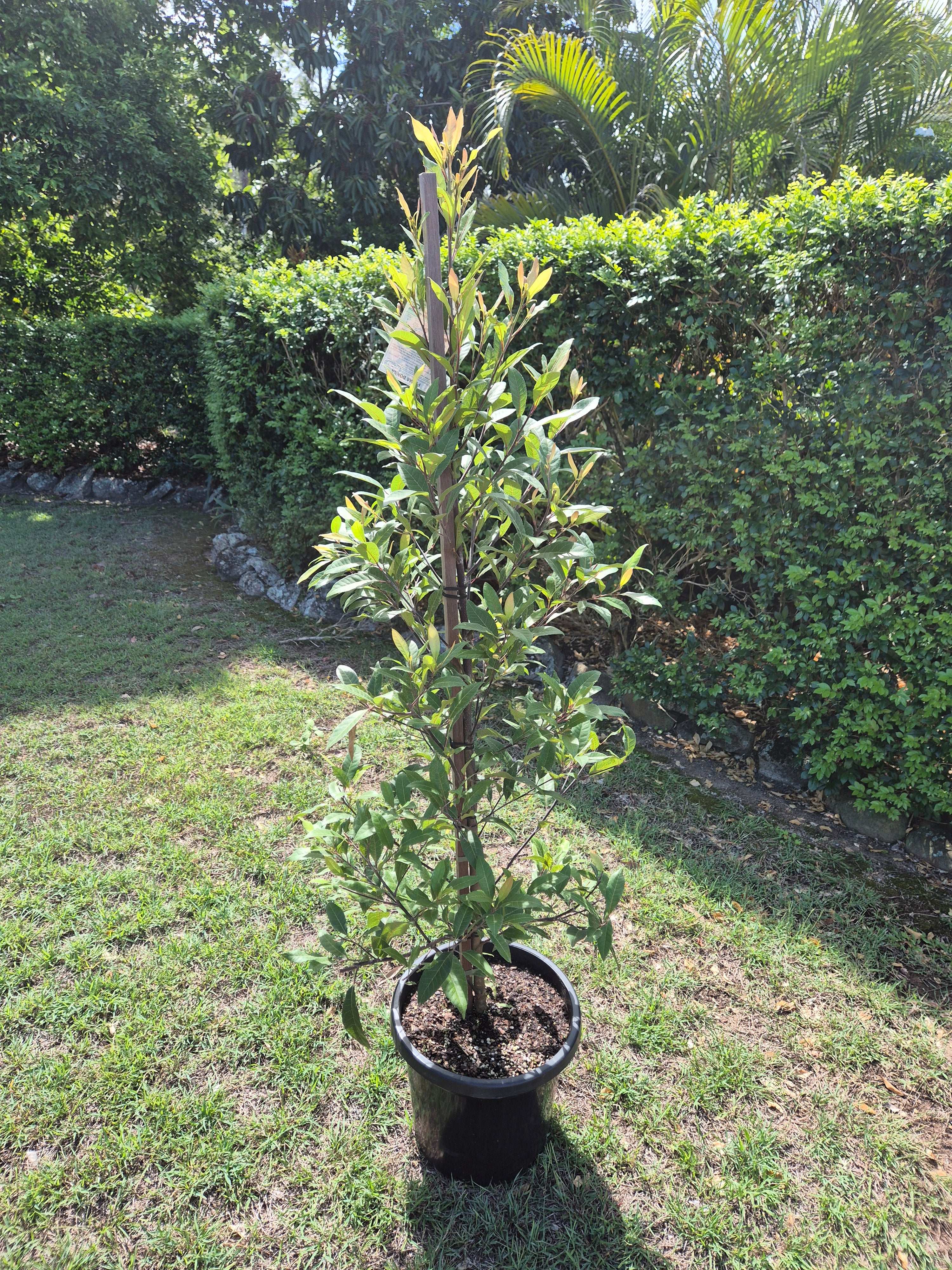 Elaeocarpus reticulatus Prima Donna