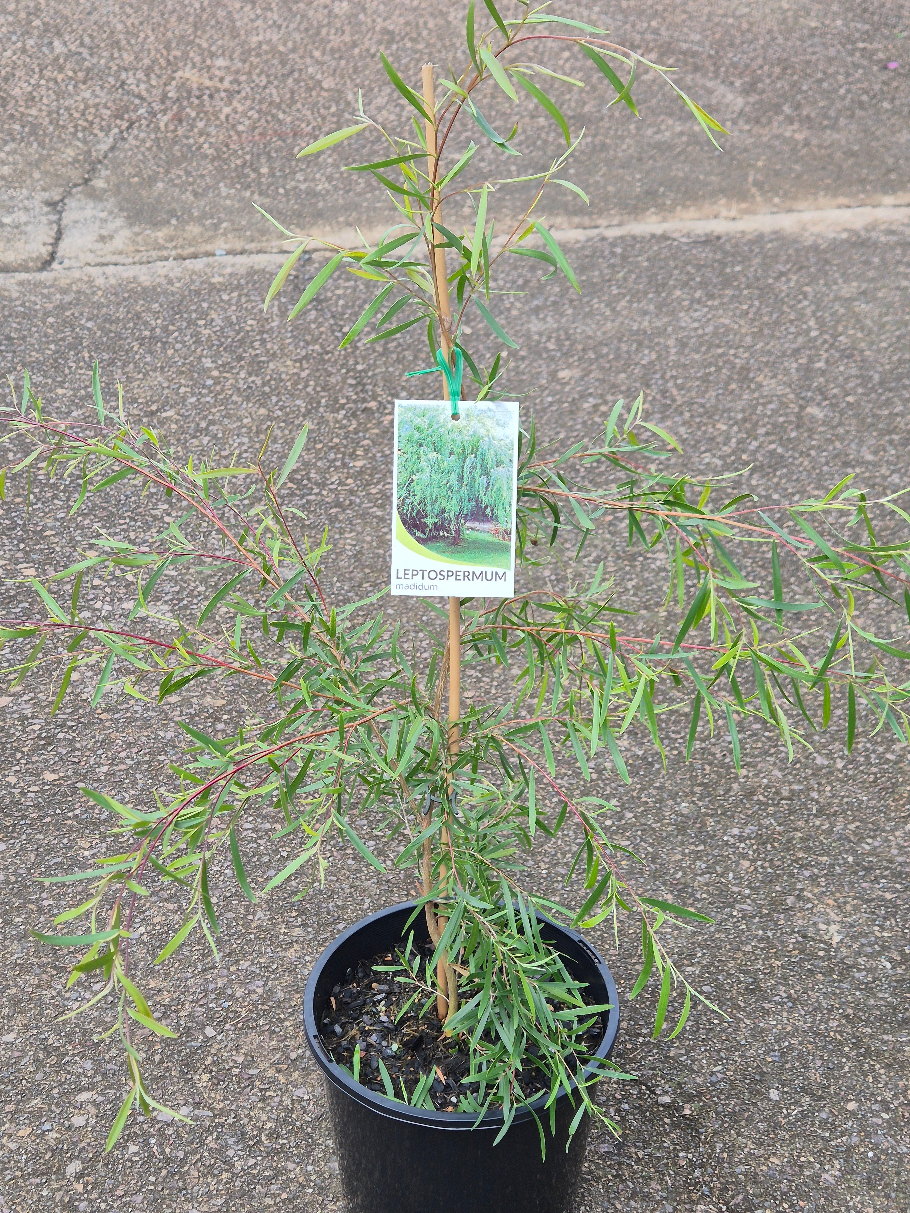 Leptospermum madidum subsp. sativum