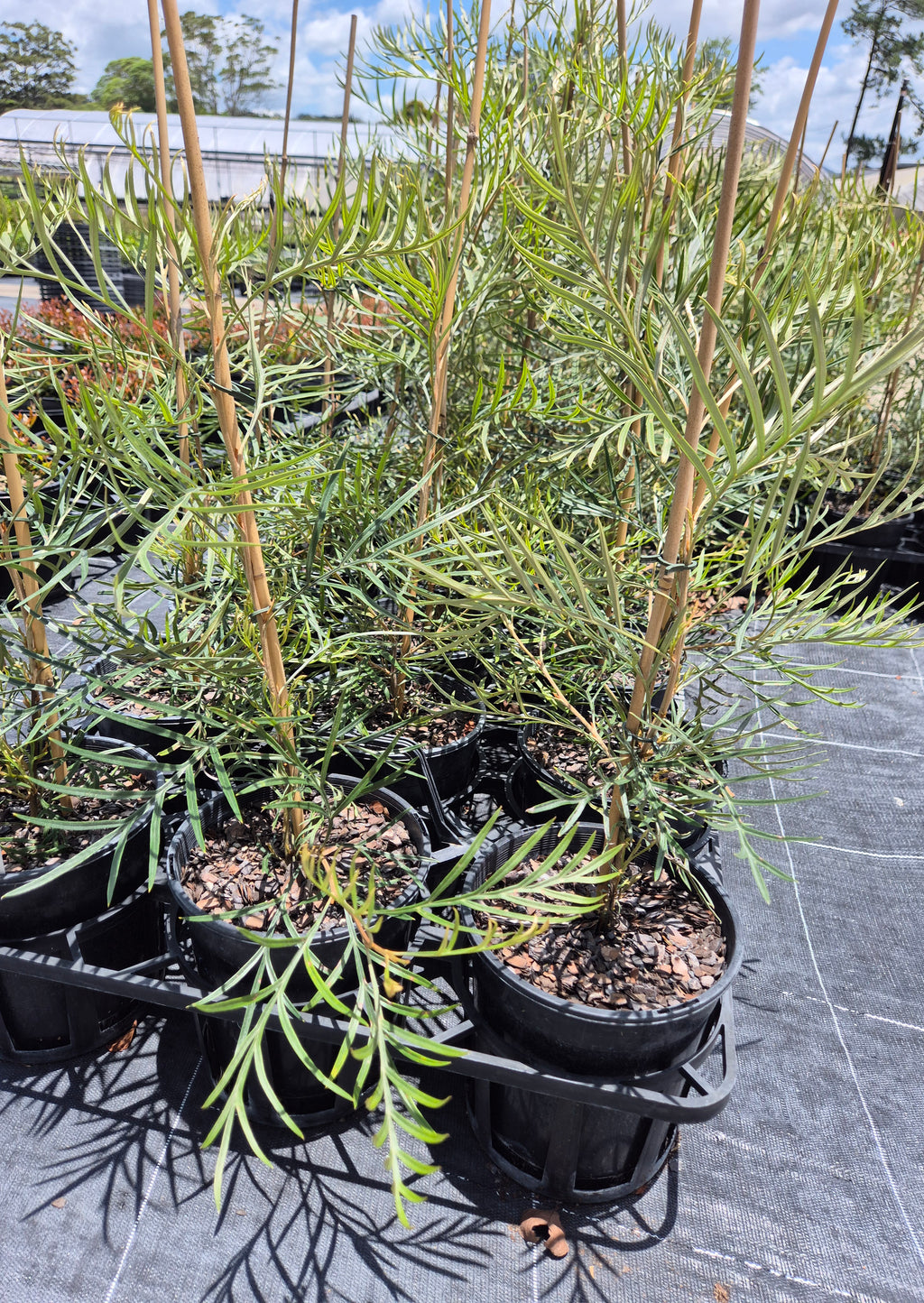 Grevillea Coastal Prestige