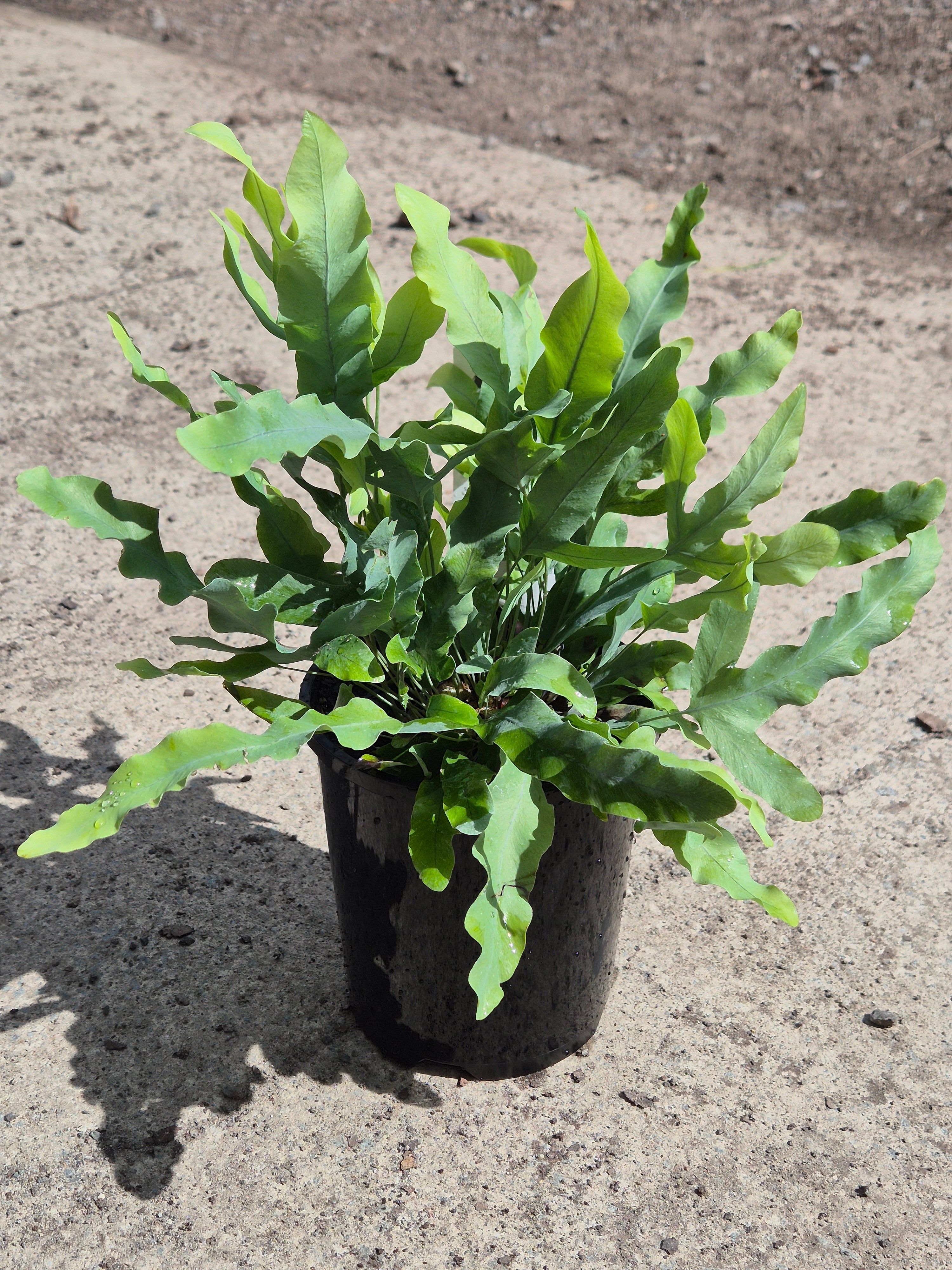 Phlebodium aureum Blue Star Fern