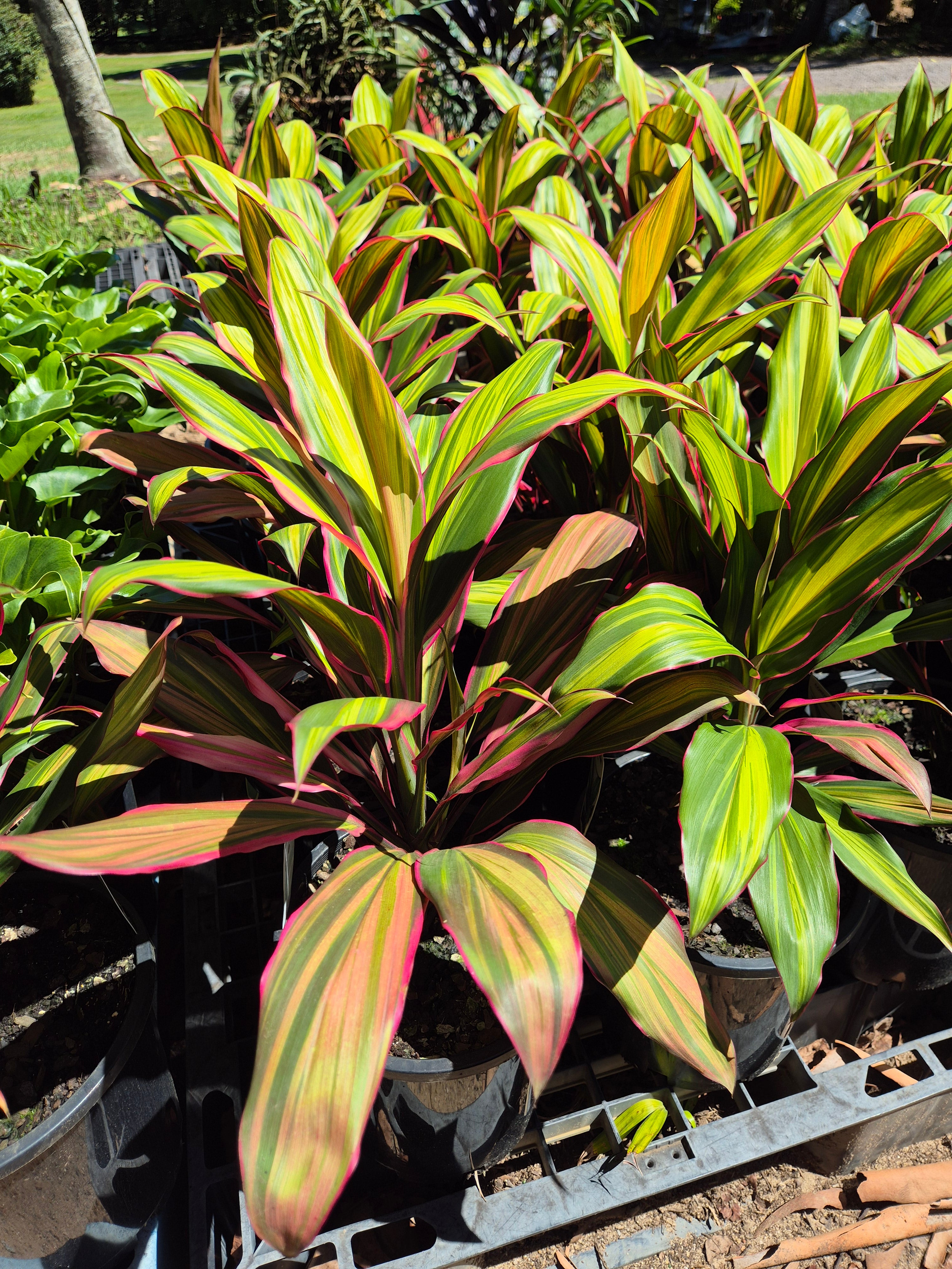 Cordyline fruticosa Kiwi