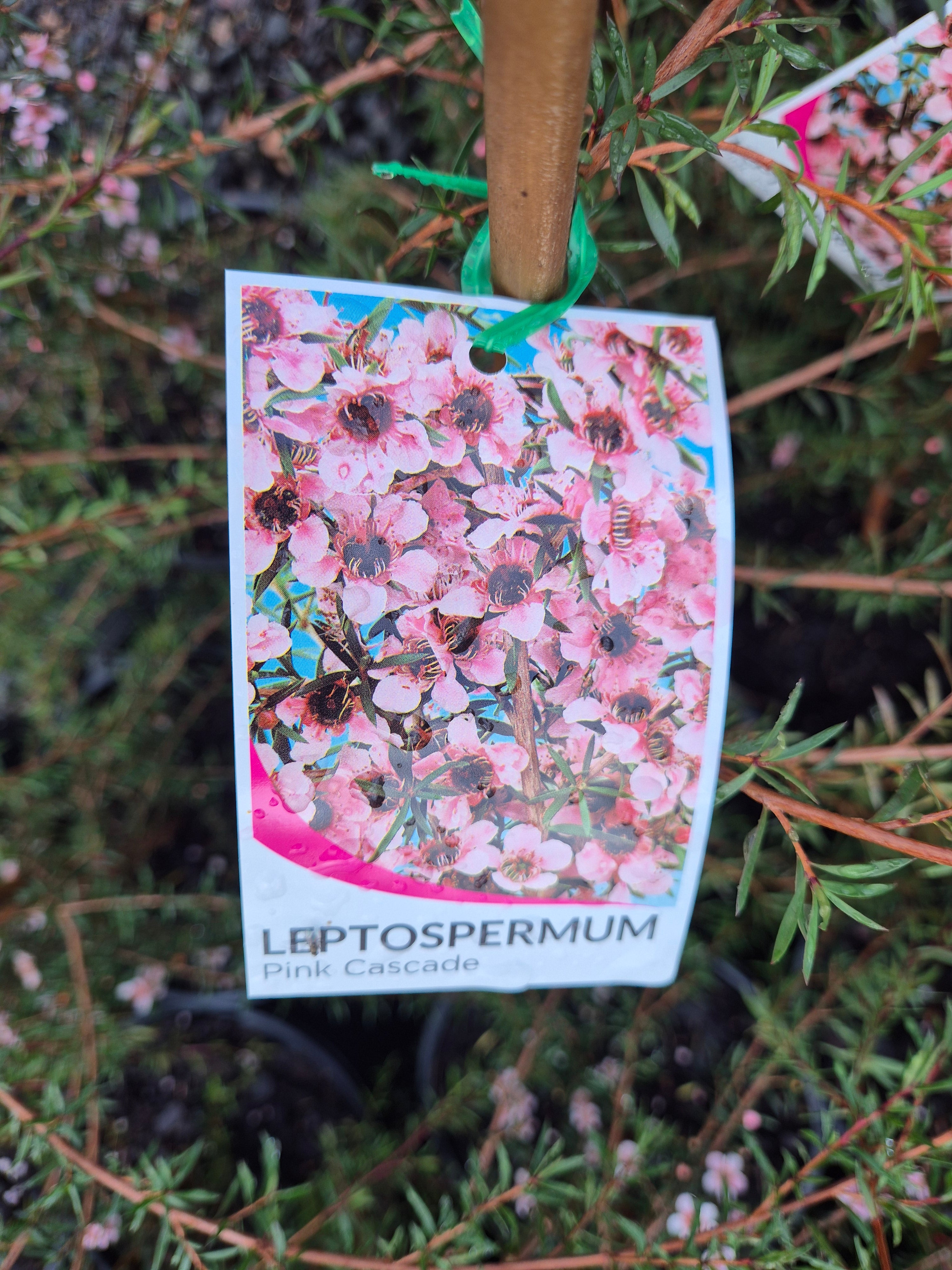 Leptospermum Pink Cascade