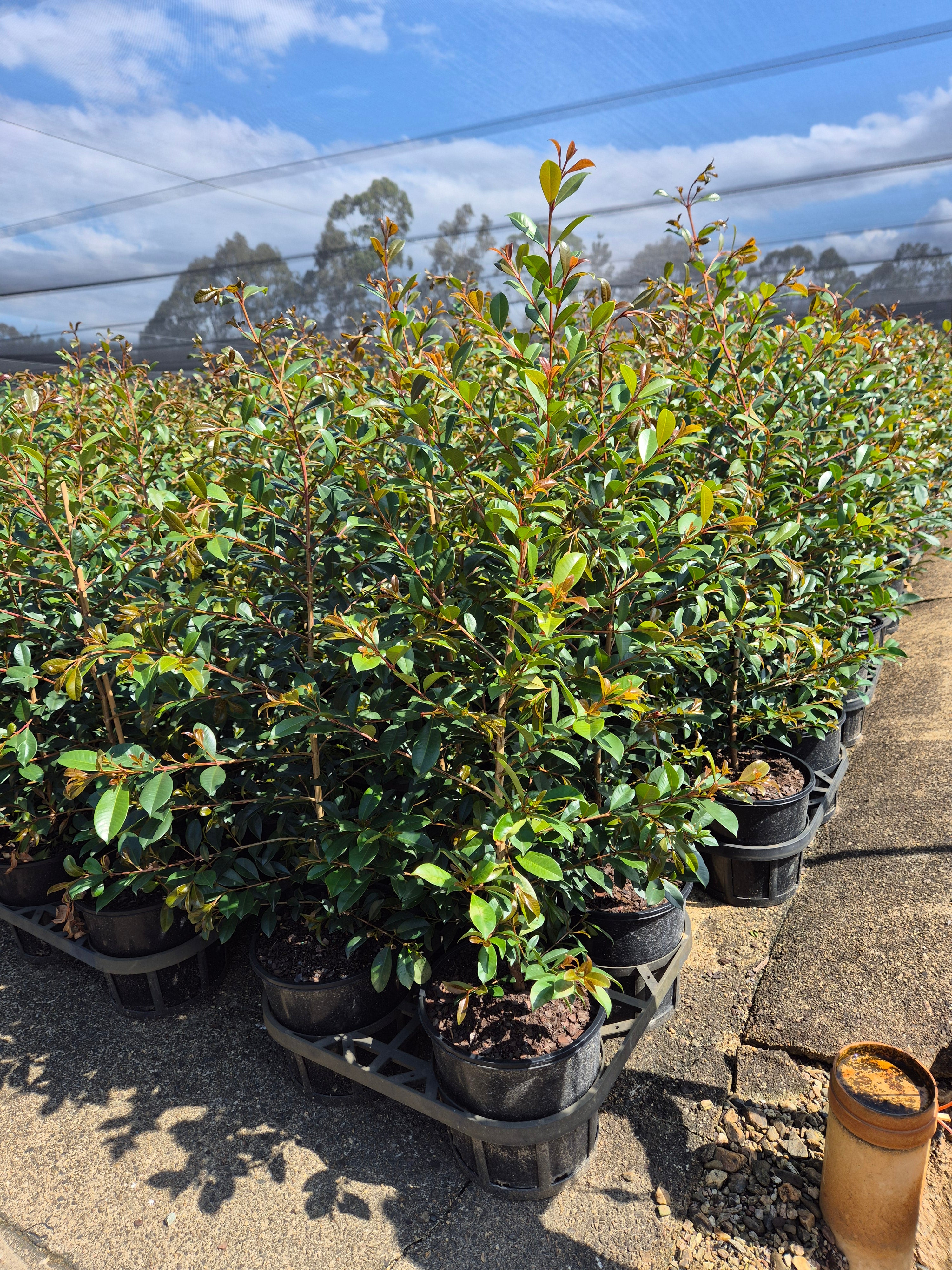 Lilly Pilly 'Resilience' (Syzygium australe)