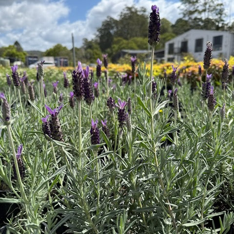 Lavender - Avonview Lavandula stoechas