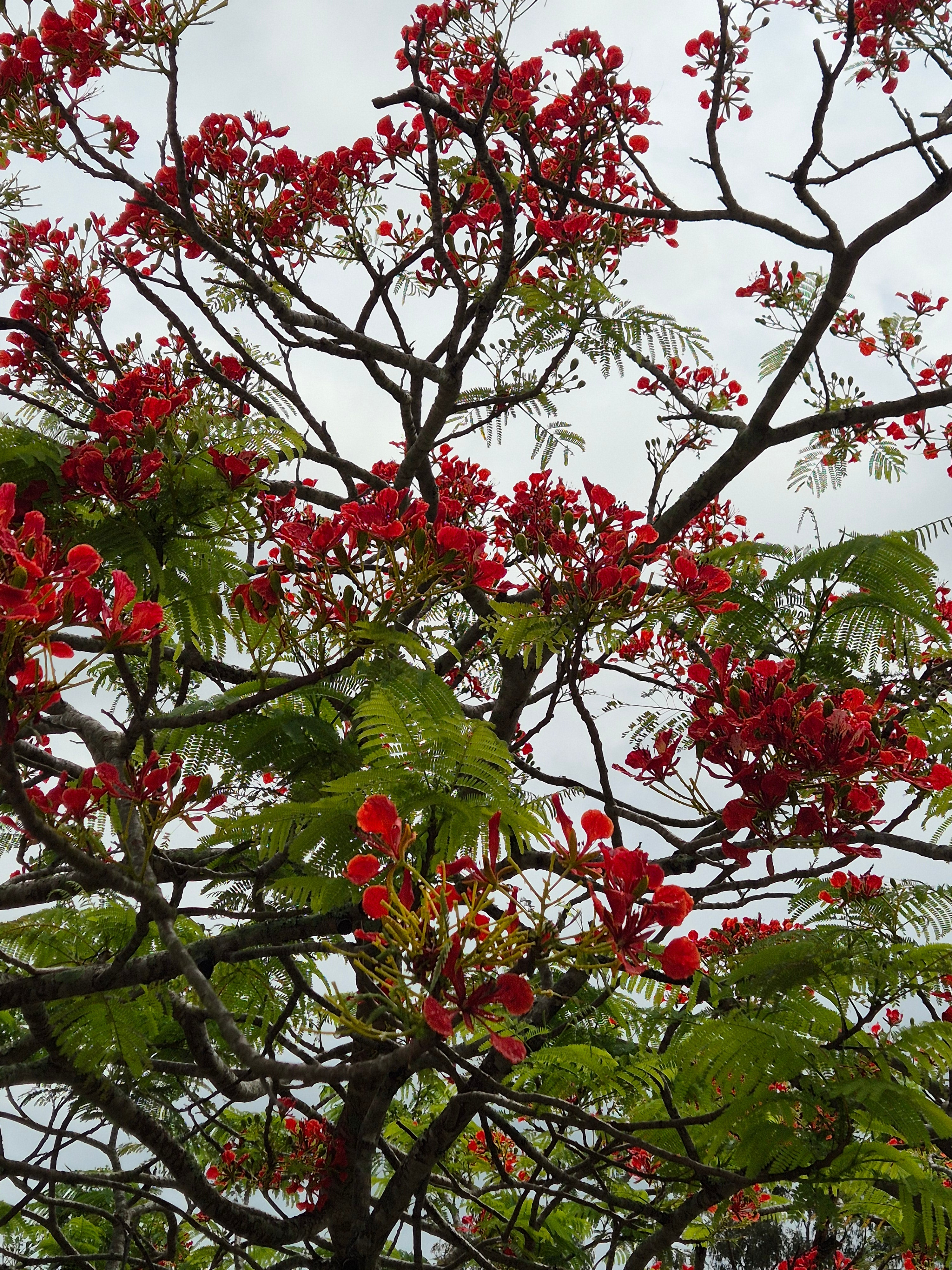 Delonix regia