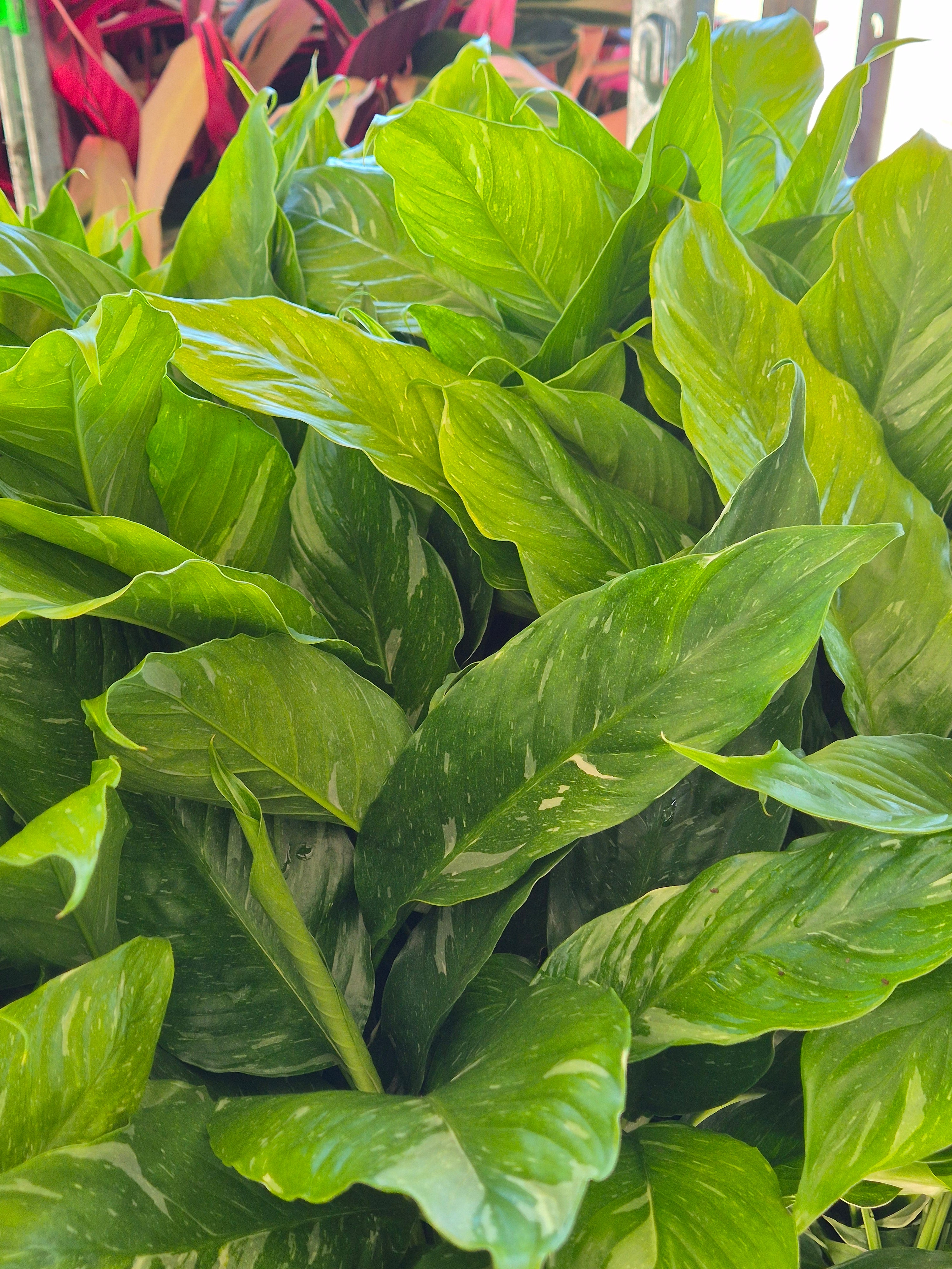 Spathiphyllum Domino