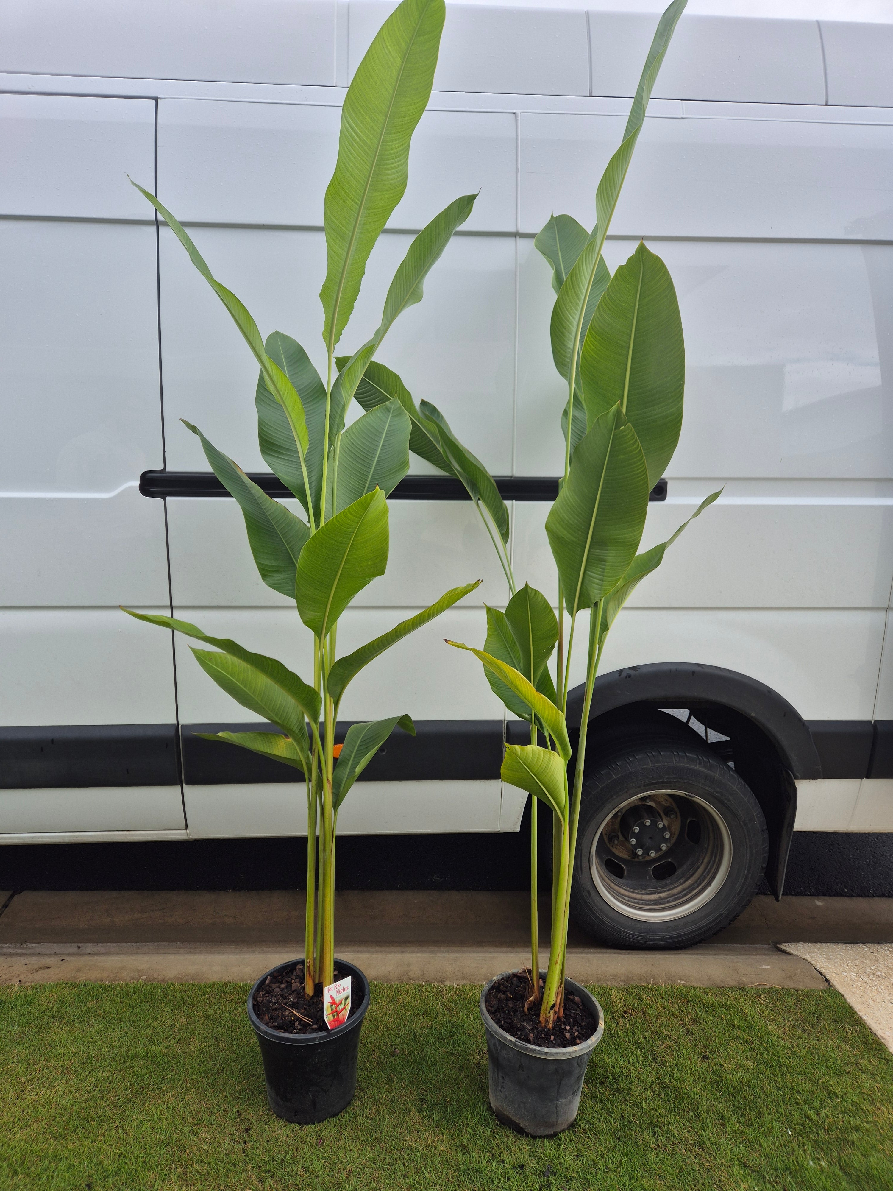 Heliconia - Hot Rio Nights