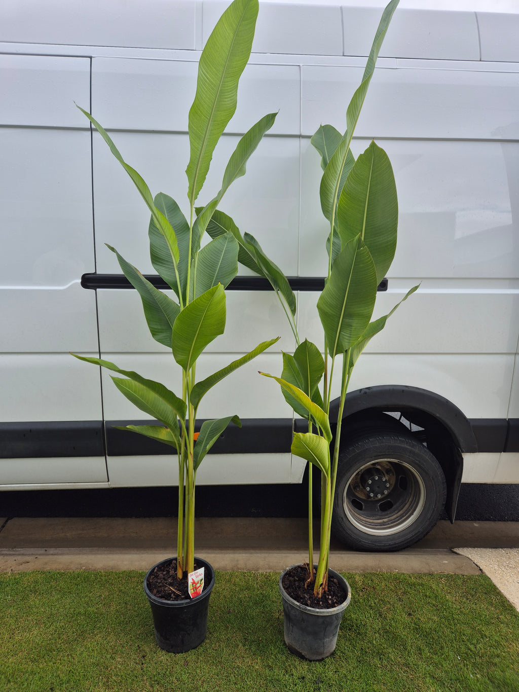 Heliconia - Hot Rio Nights