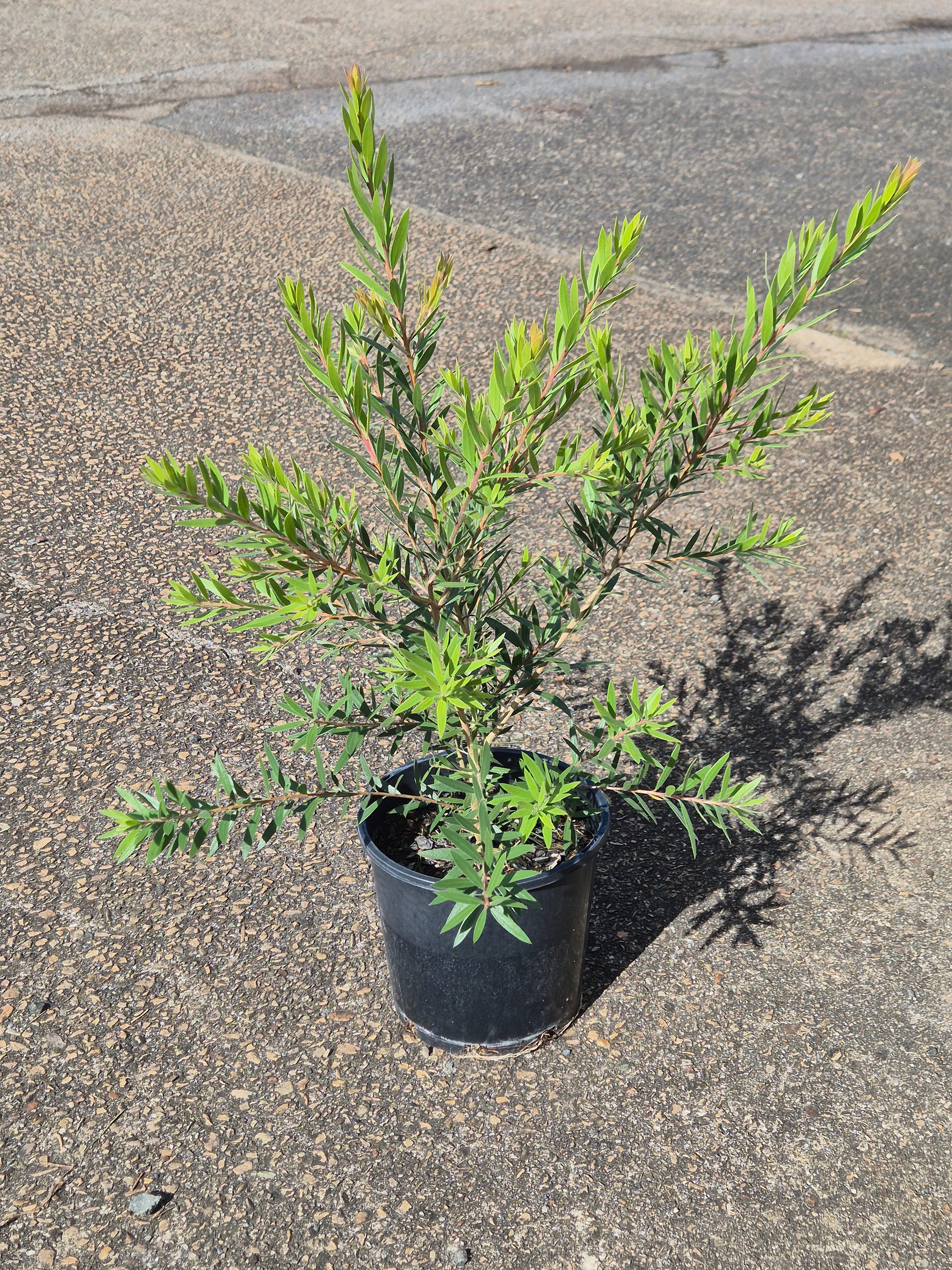Callistemon viminalis SLIM