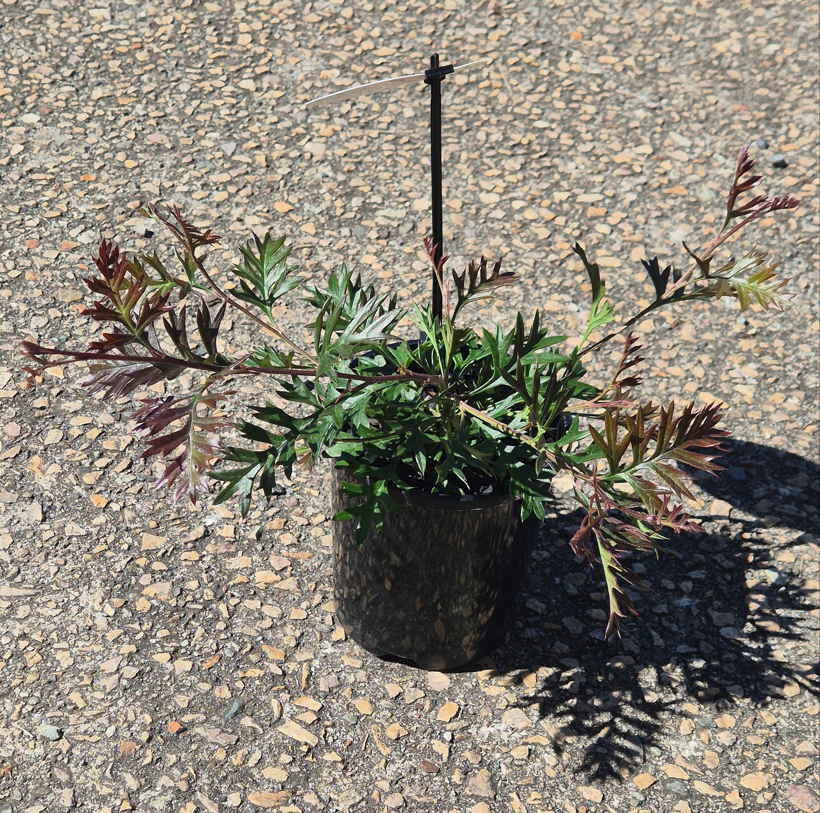 Grevillea Carpet Layer