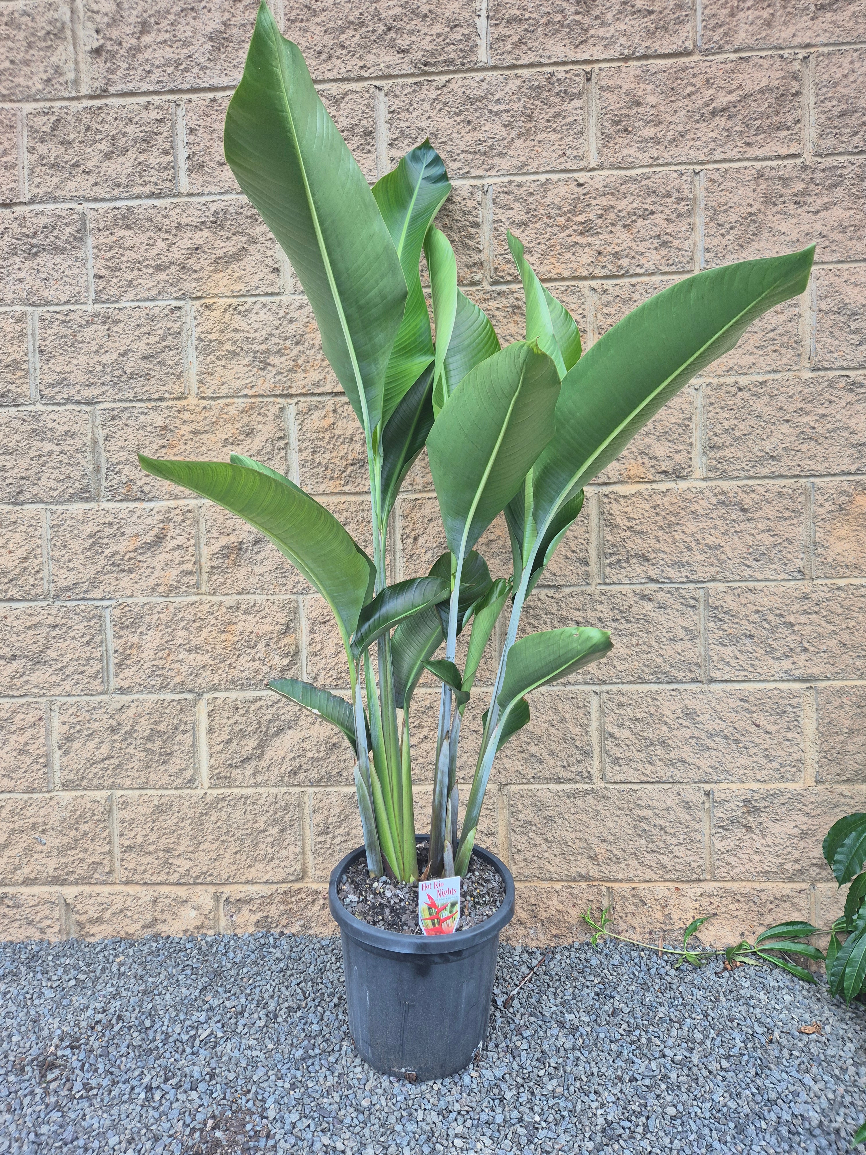 Heliconia - Hot Rio Nights