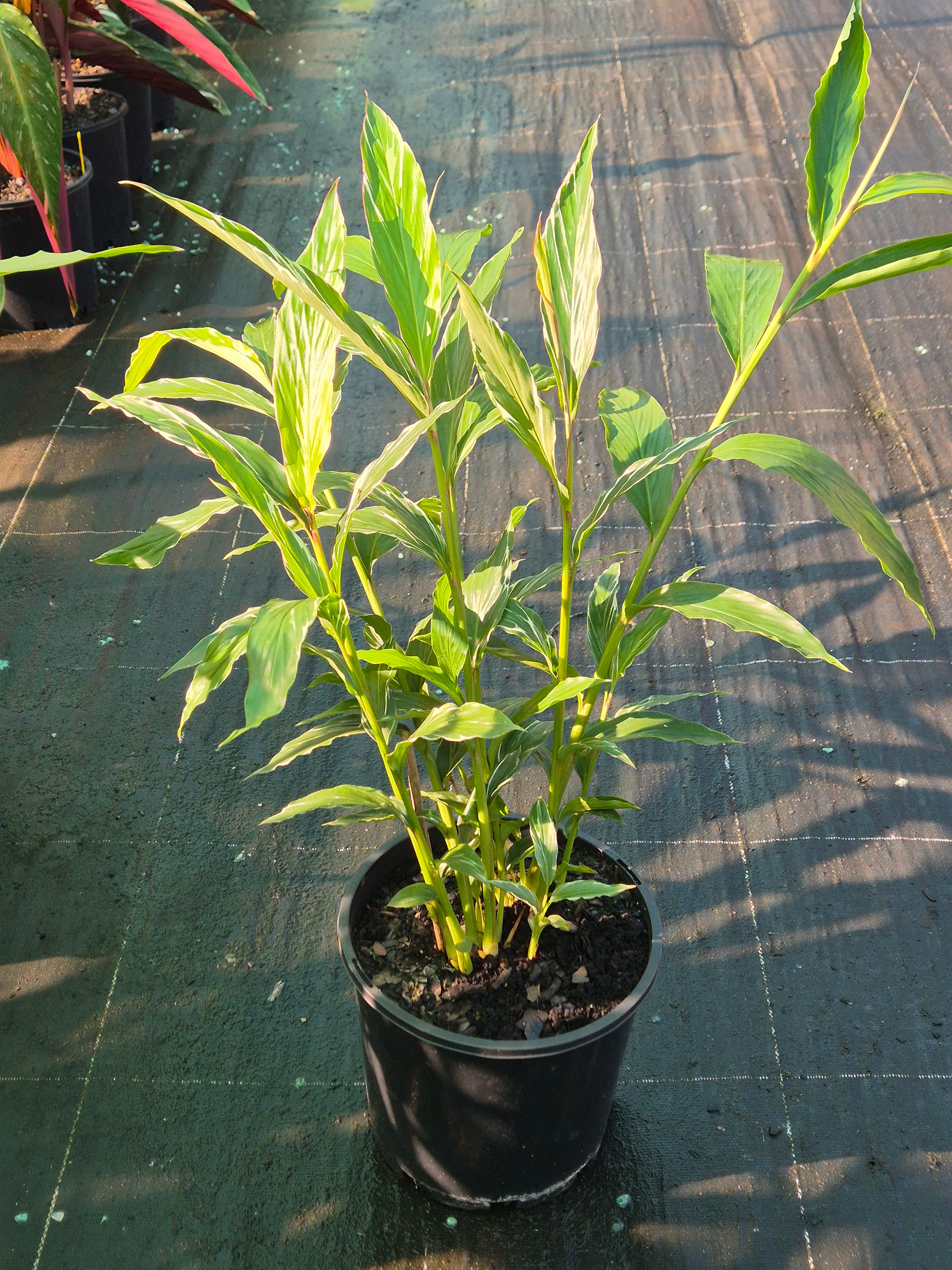 Alpinia oceanica vittata