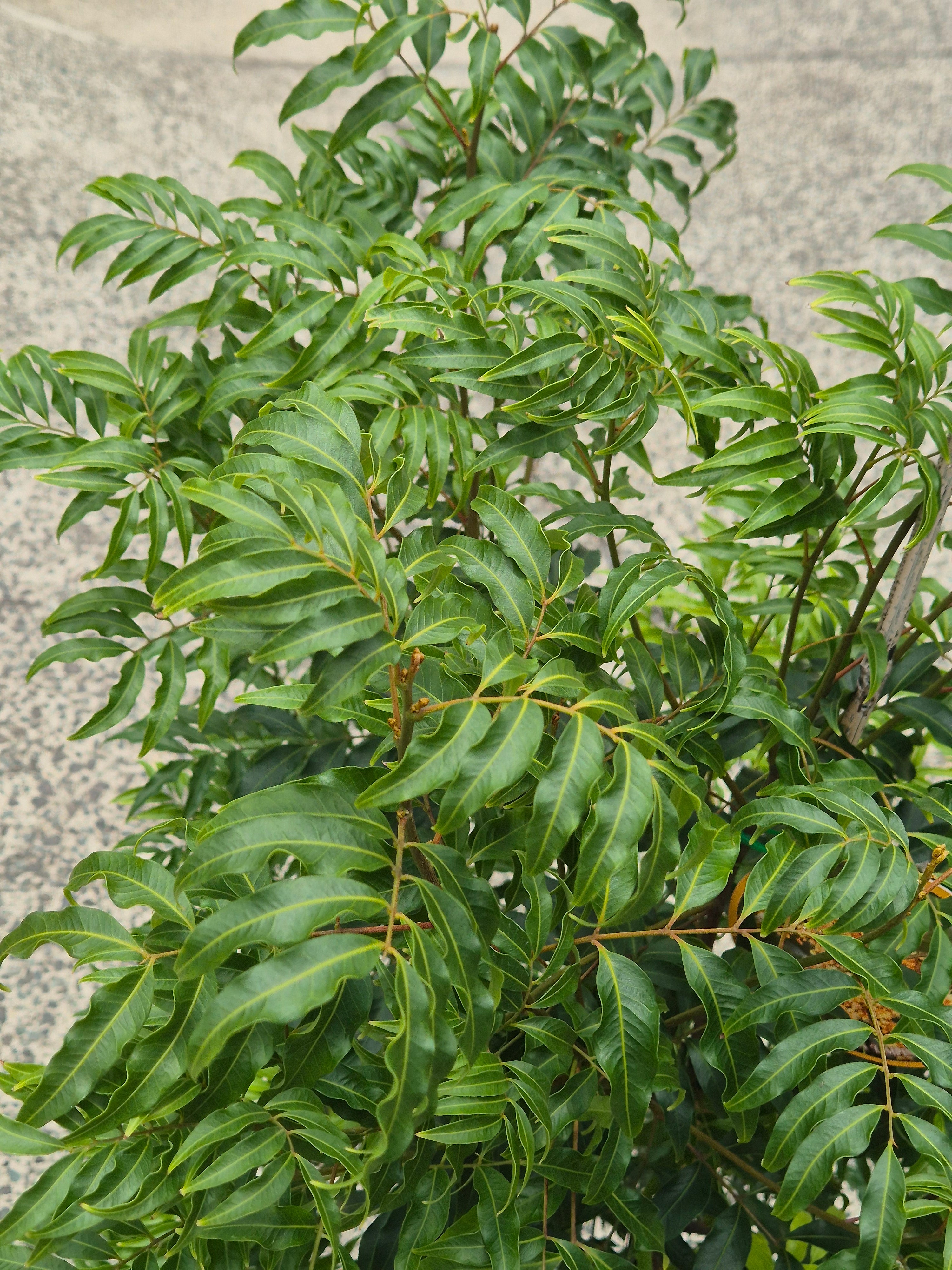 Lepiderema pulchella