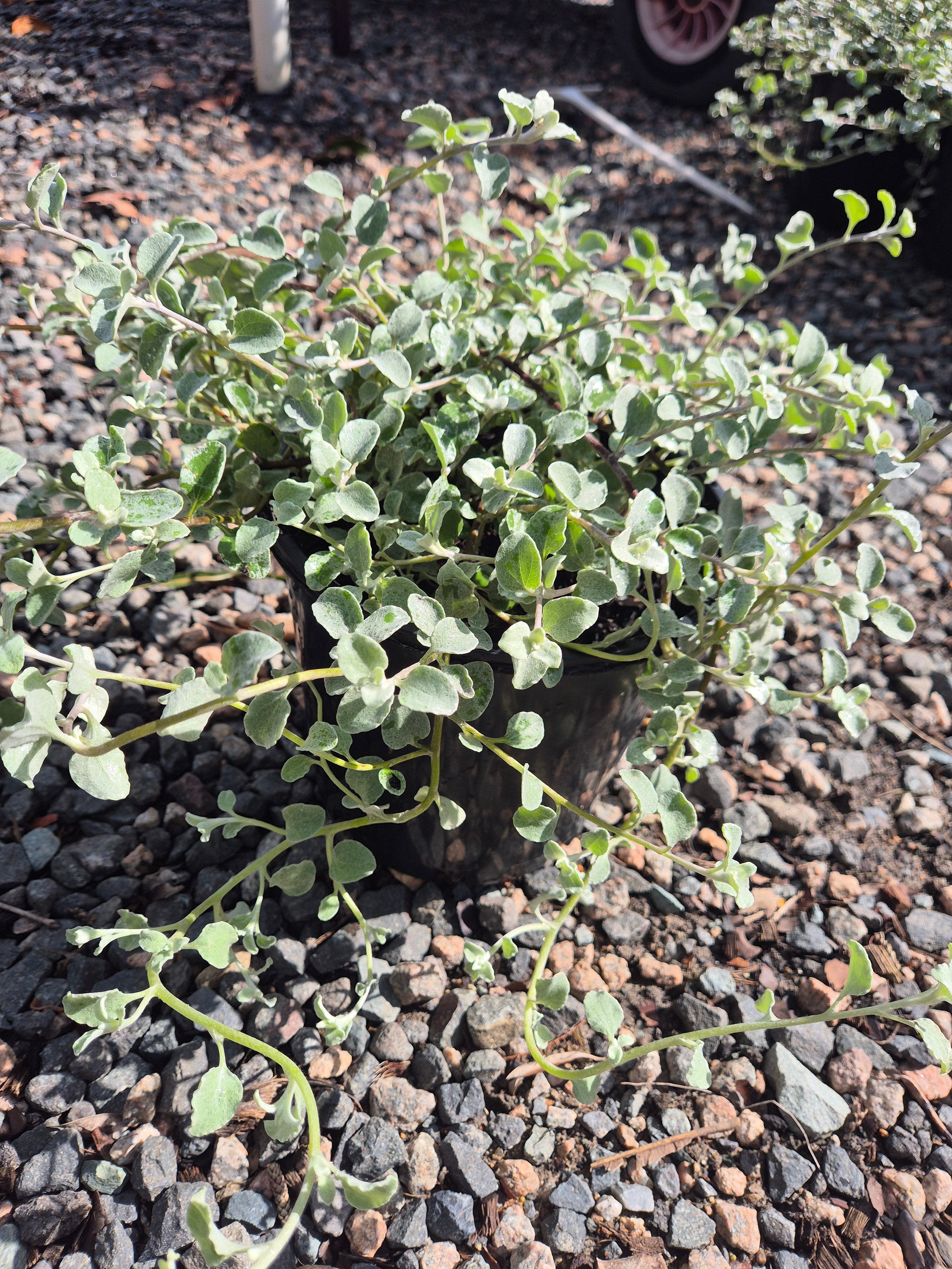 Helichrysum petiolare Licorice Plant