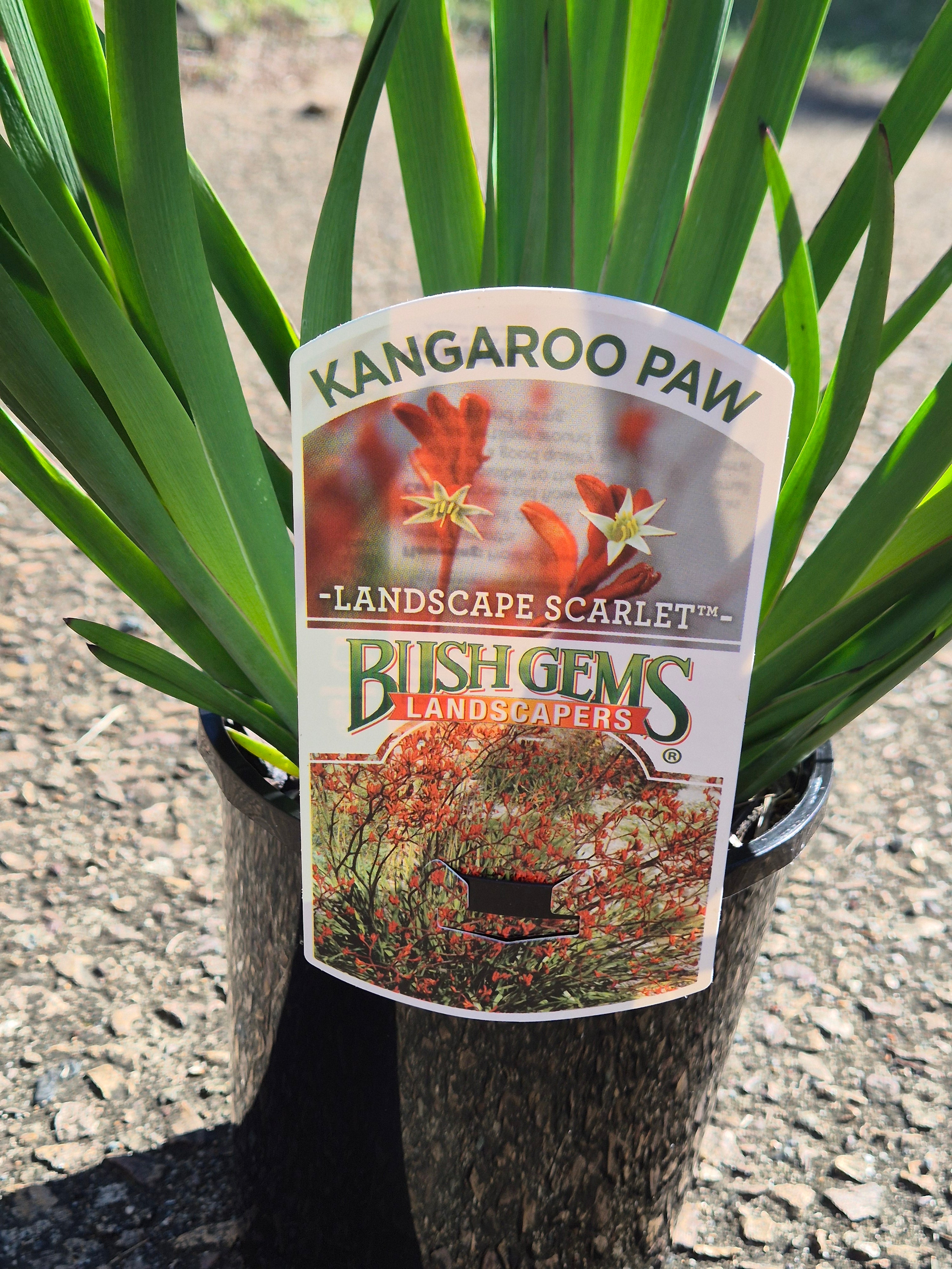 Anigozanthos Landscape Scarlet