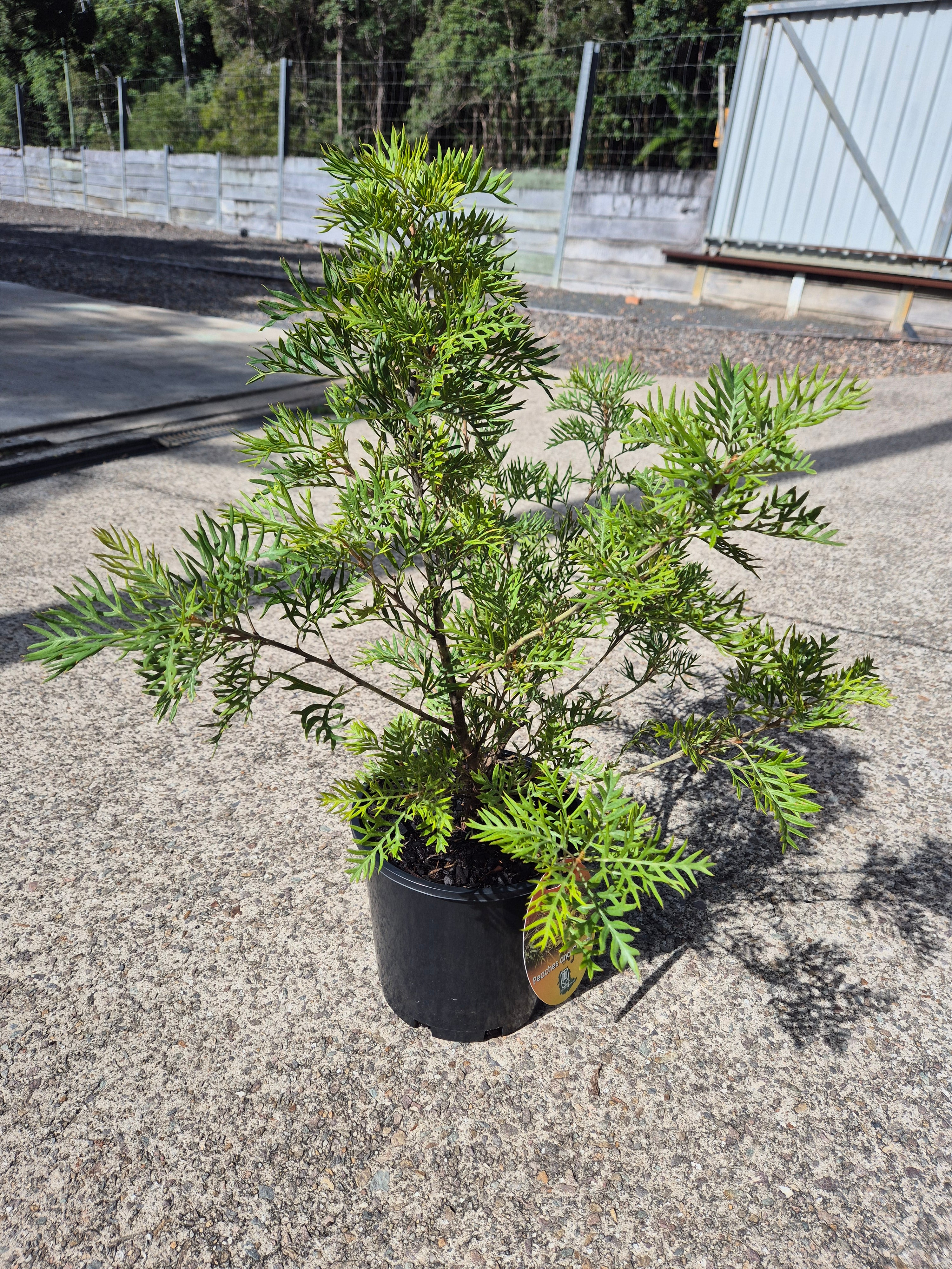 Grevillea Peaches and Cream