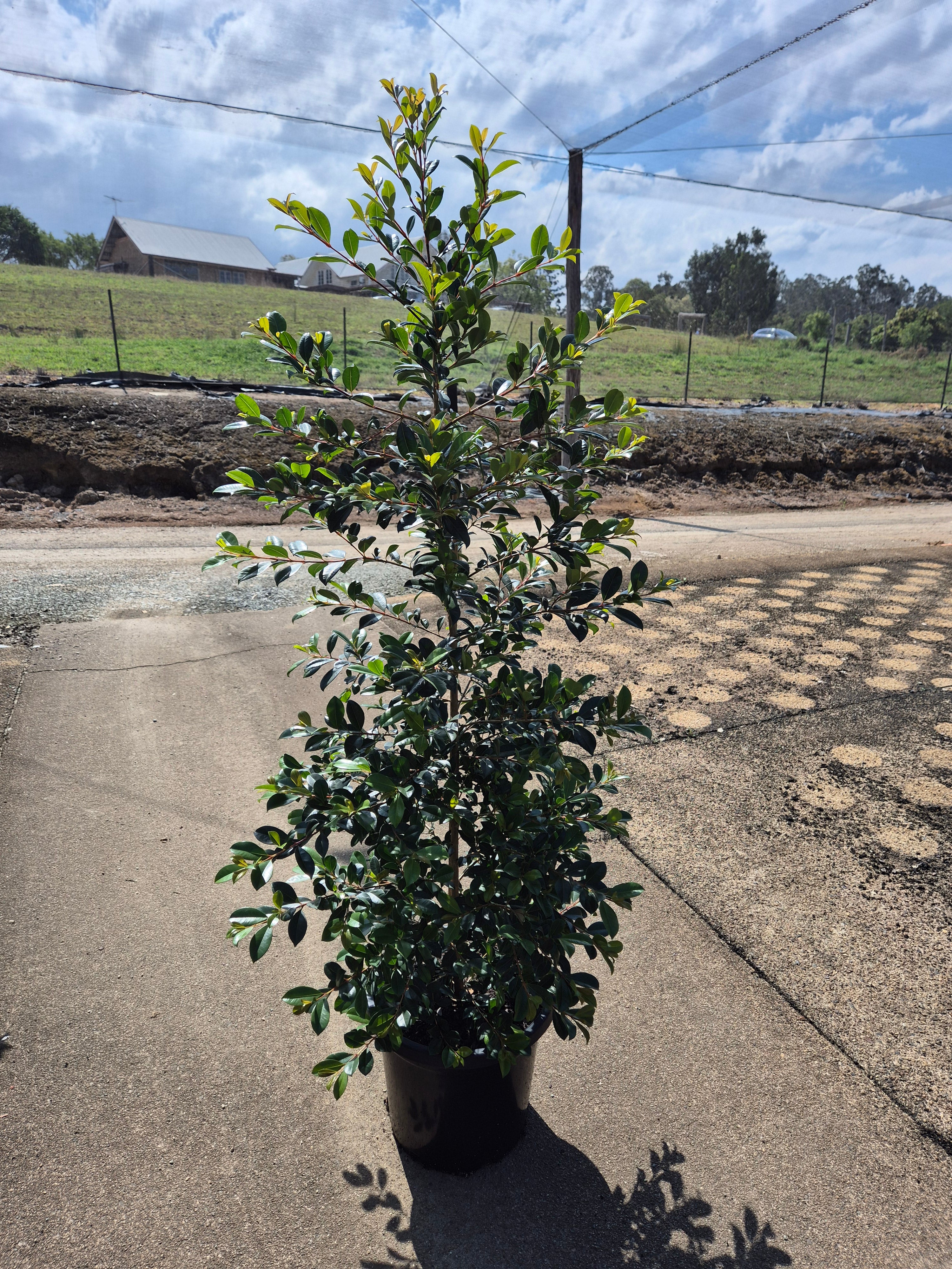 Lilly Pilly 'Resilience' (Syzygium australe)