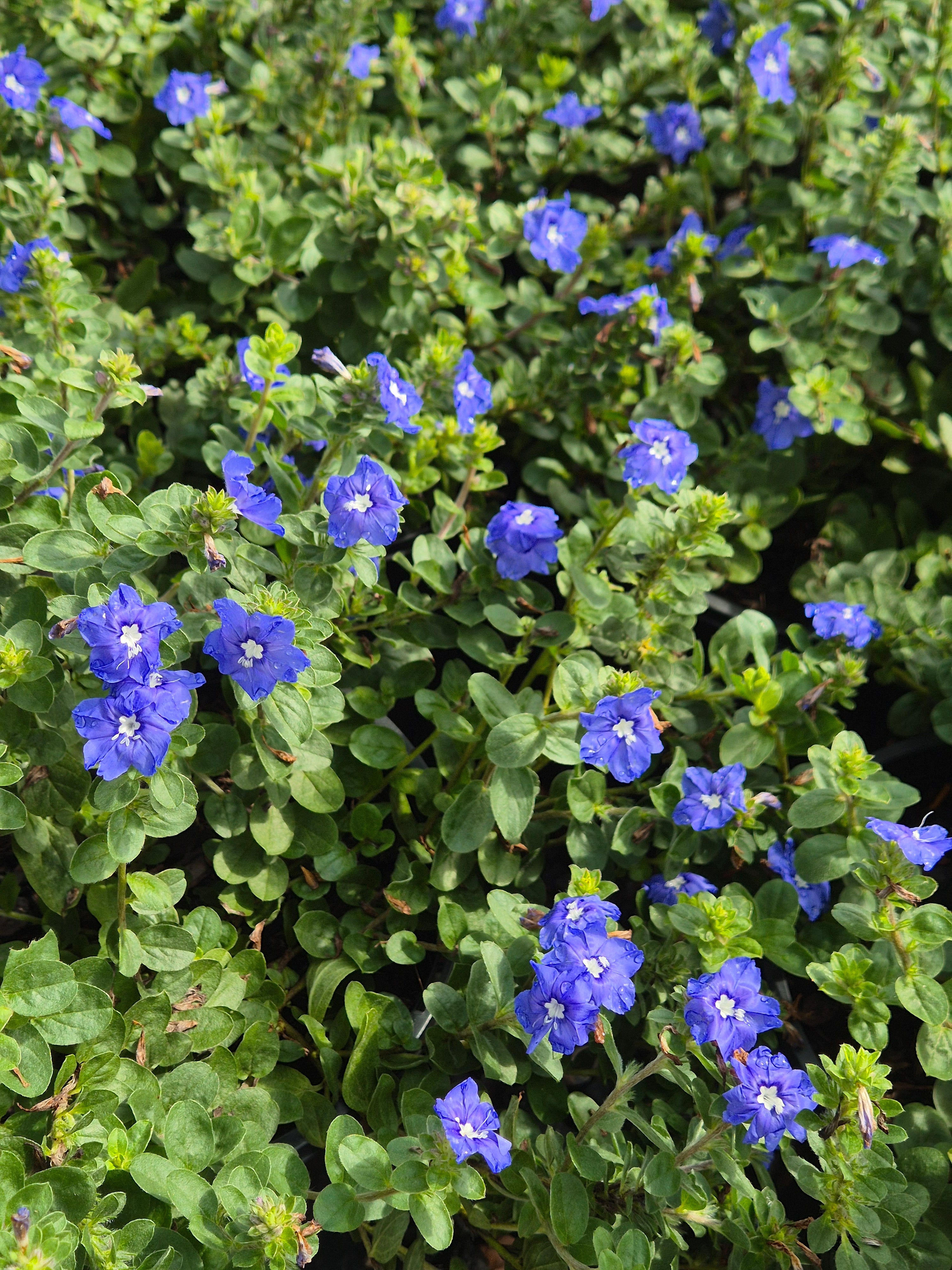 Evolvulus Blue Daze
