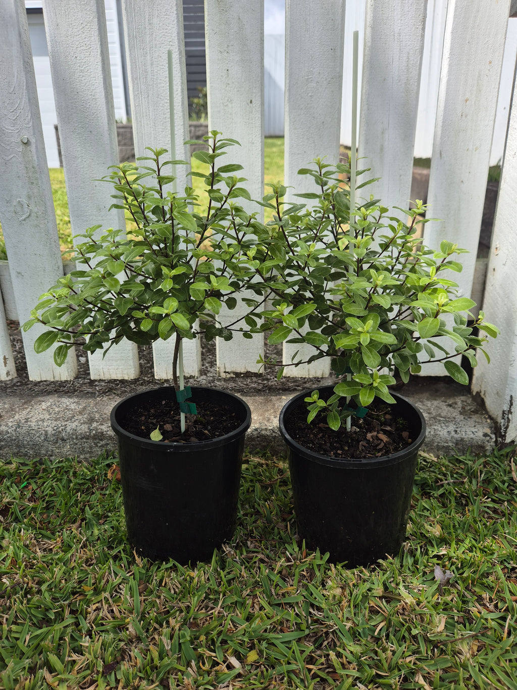 Pittosporum tenuifolium Golf Ball