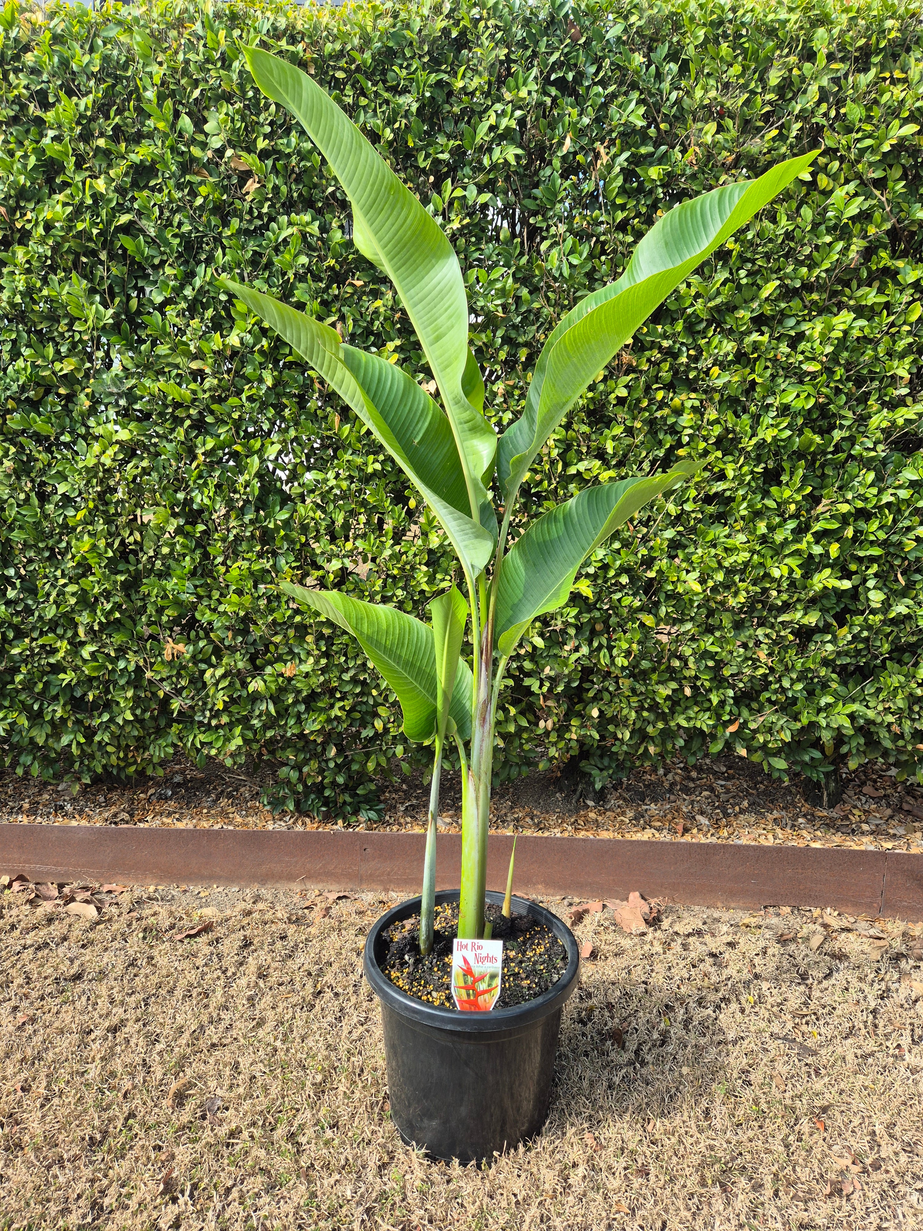Heliconia - Hot Rio Nights