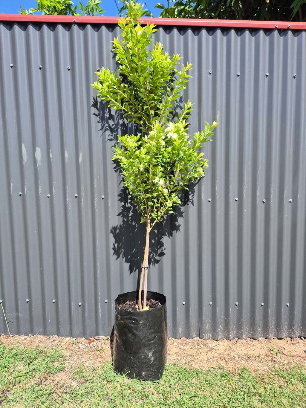 Backhousia myrtifolia