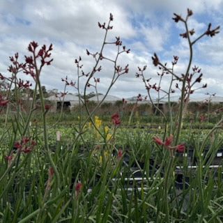Anigozanthos Big Red