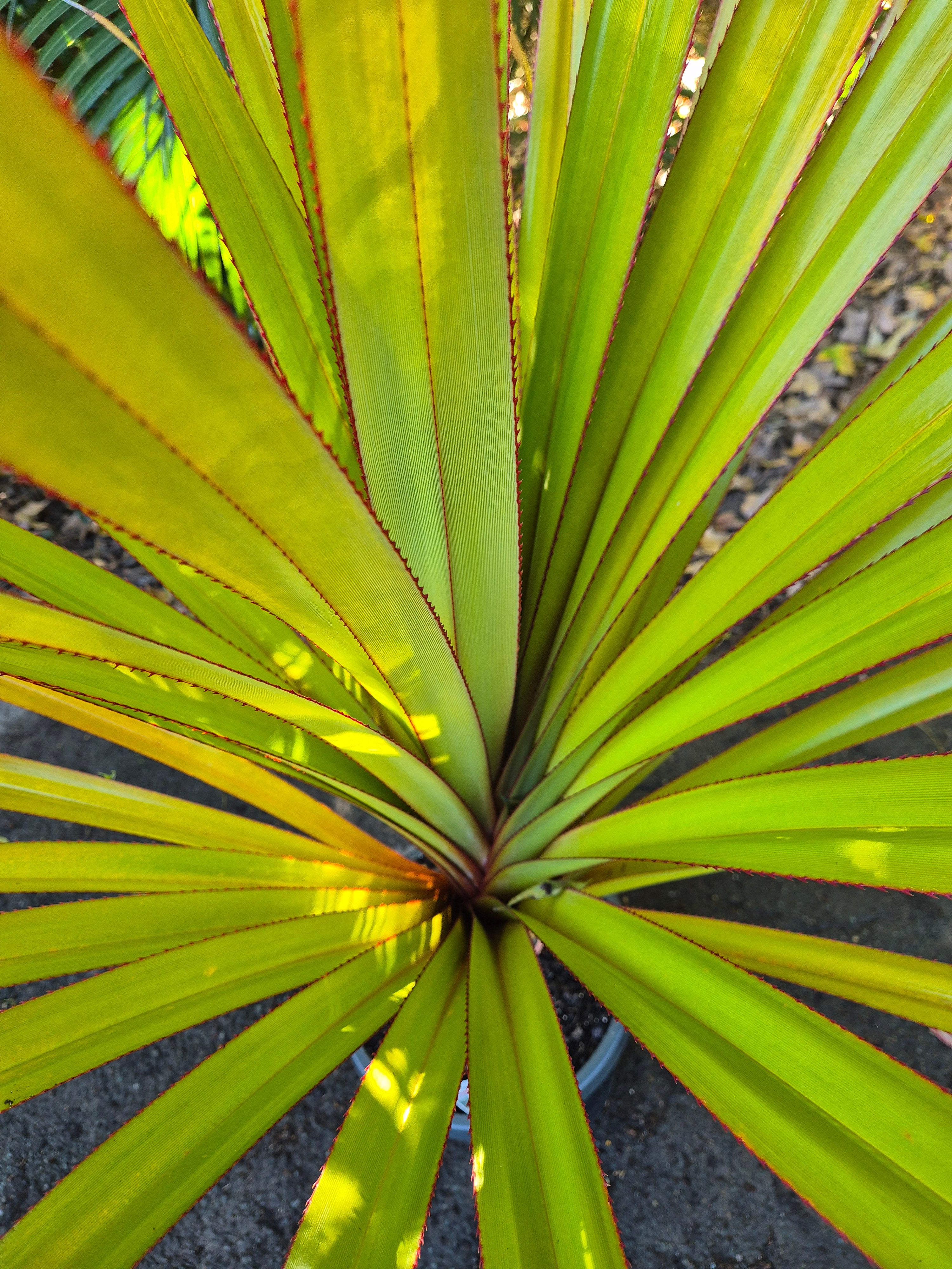 Pandanus utilis Red Edge