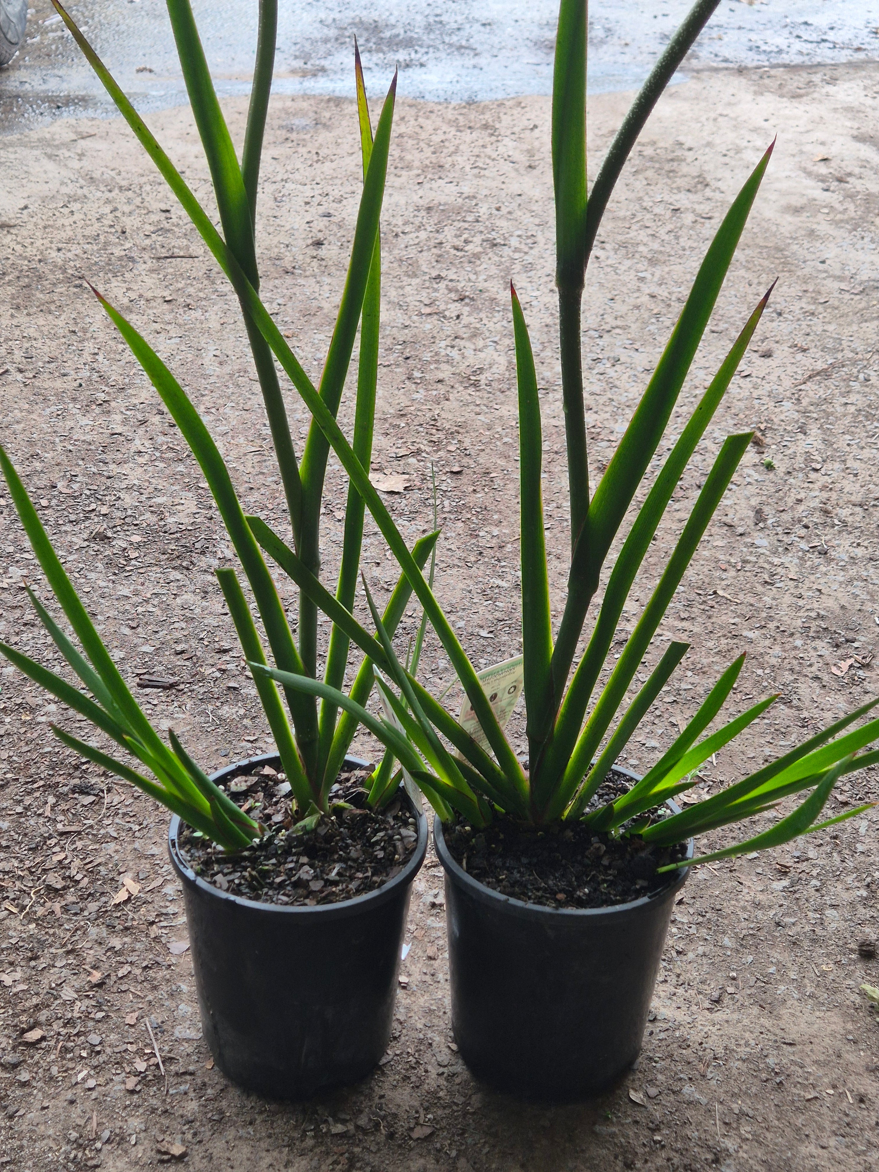 Anigozanthos Big Red