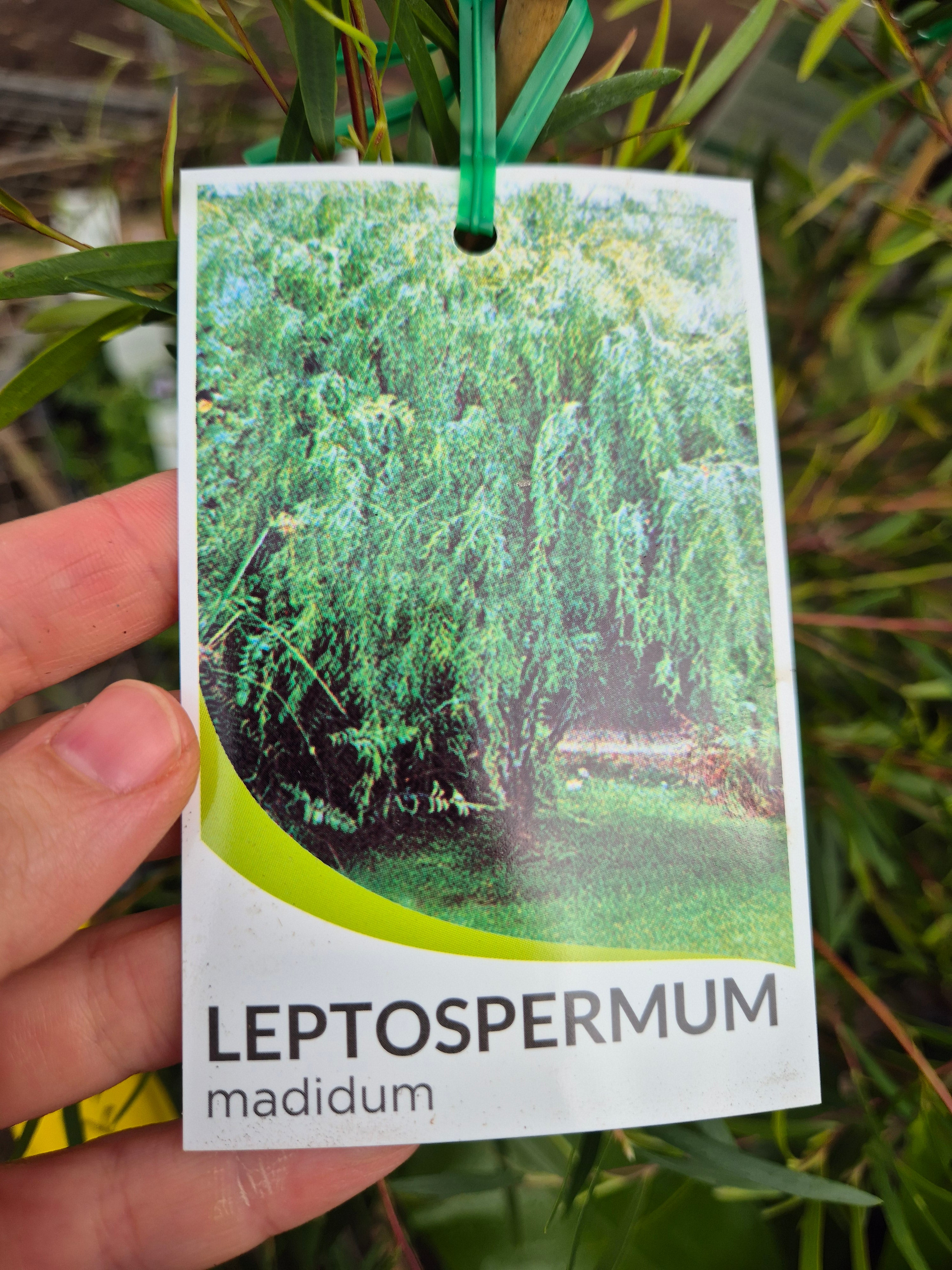 Leptospermum madidum subsp. sativum