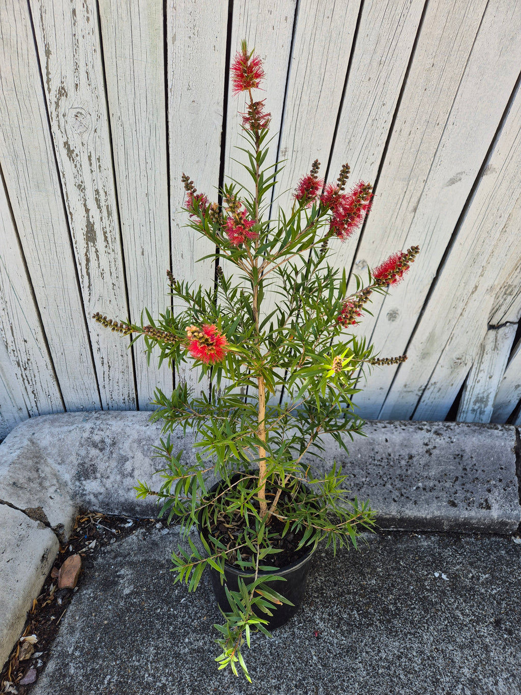 Callistemon viminalis Captain Cook