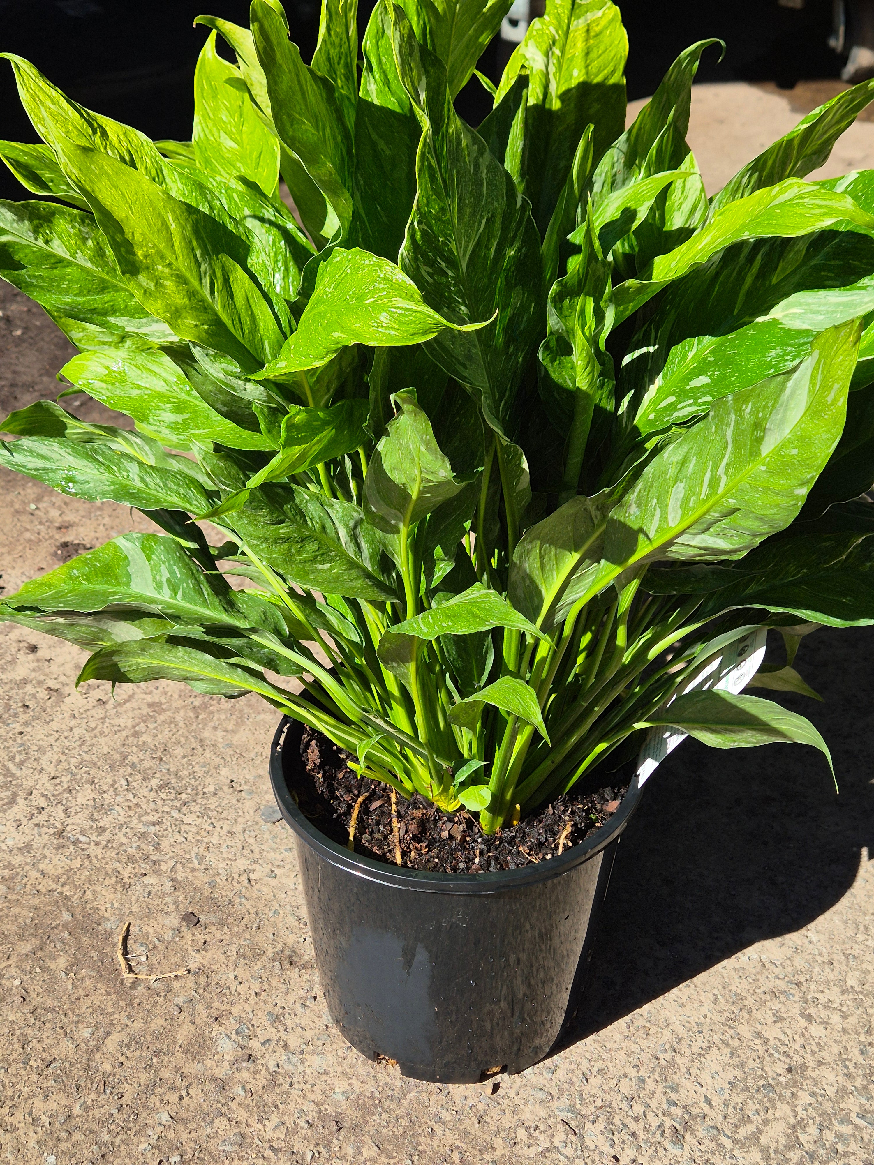 Spathiphyllum Domino