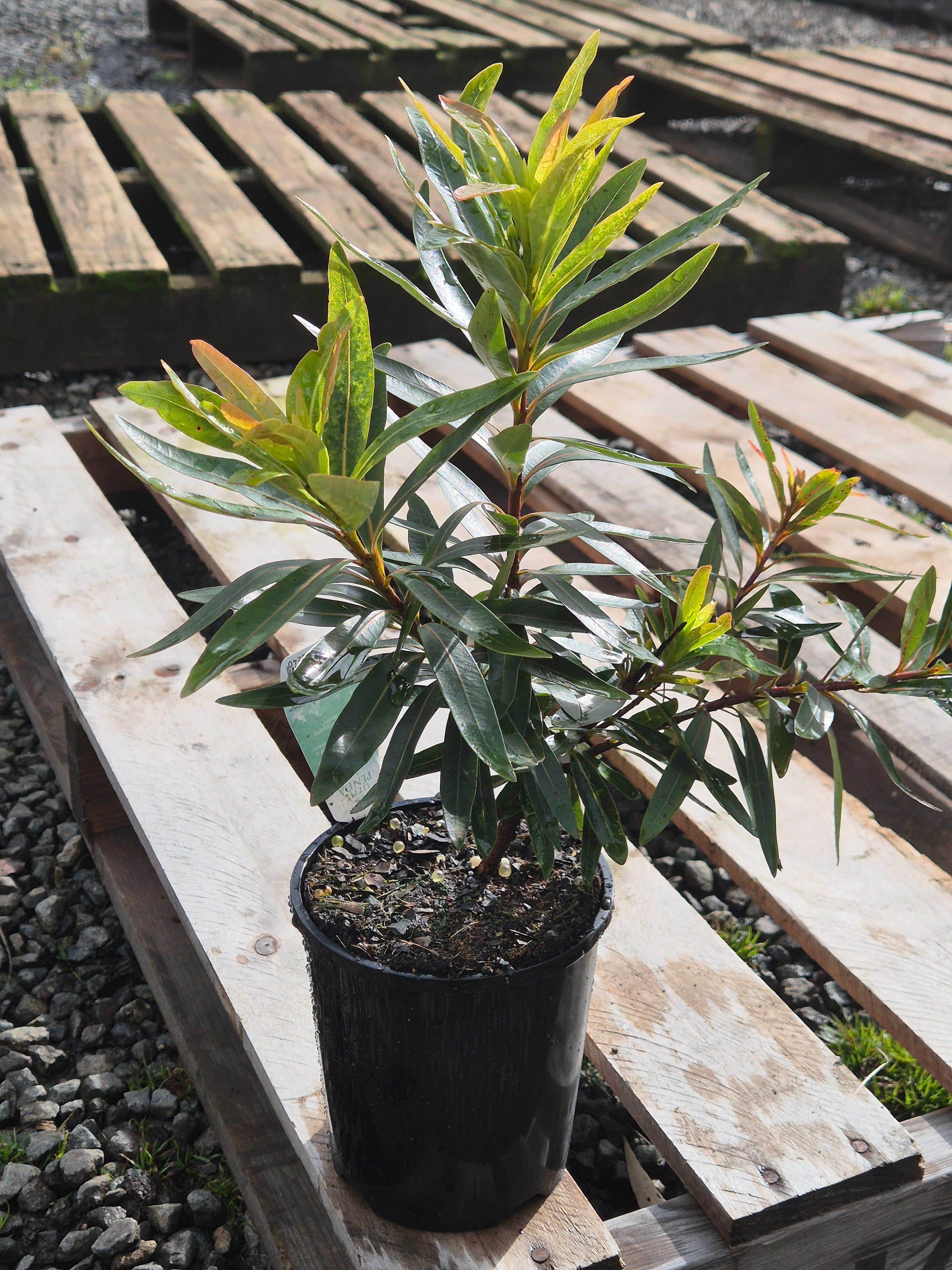 Xanthostemon verticillatus Little Penda