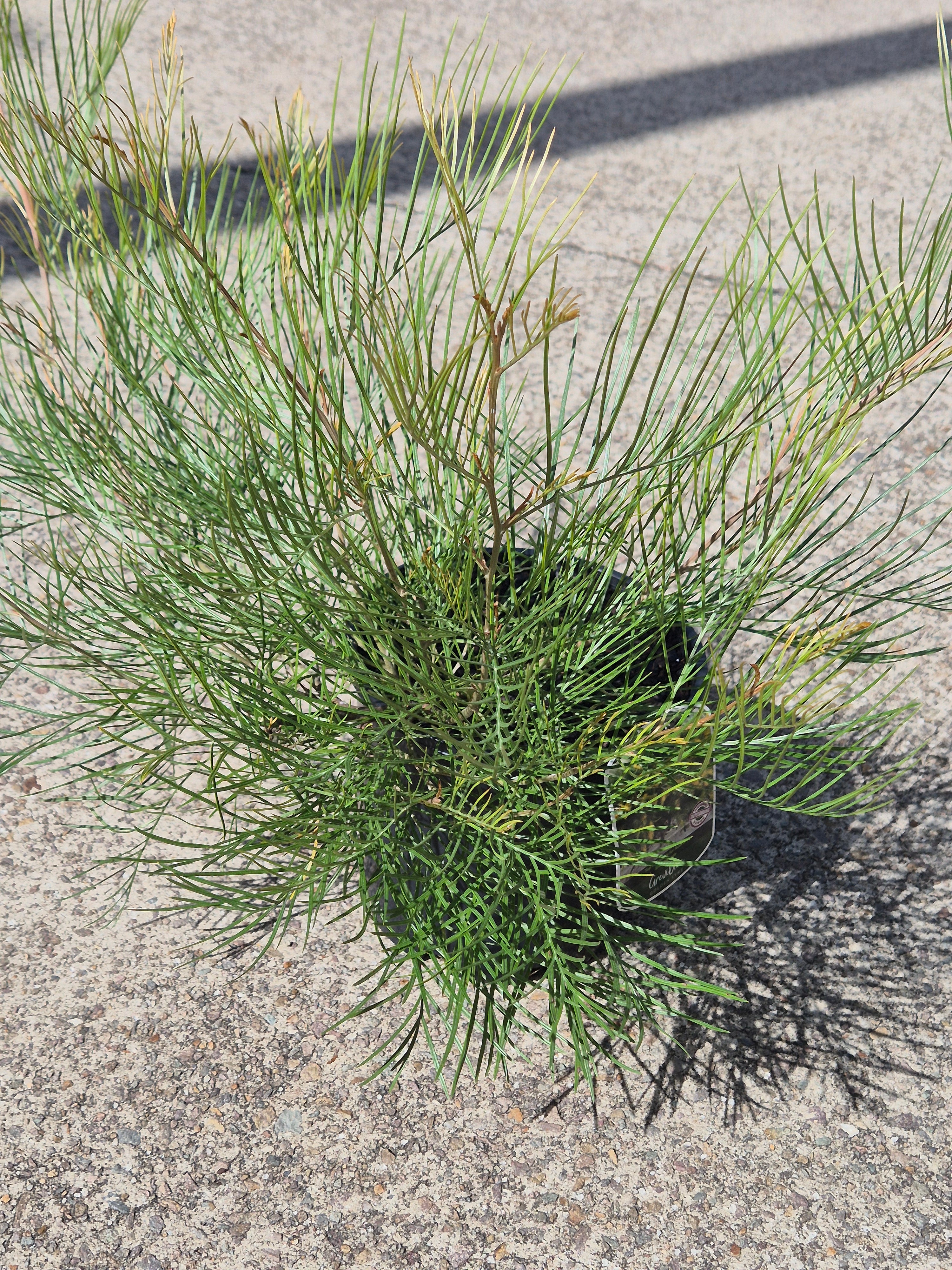 Grevillea Golden Lyre