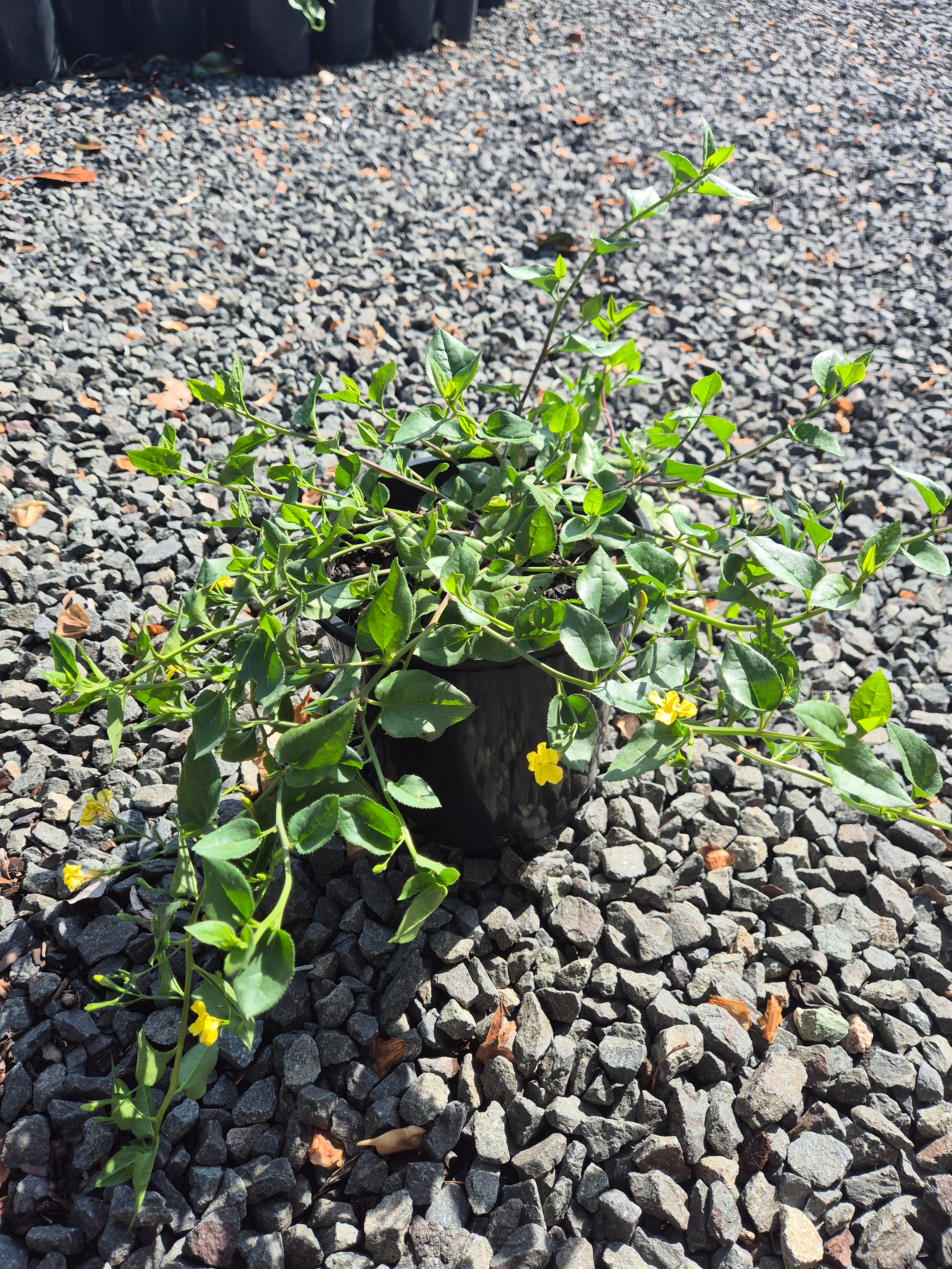 Goodenia ovata Gold Cover