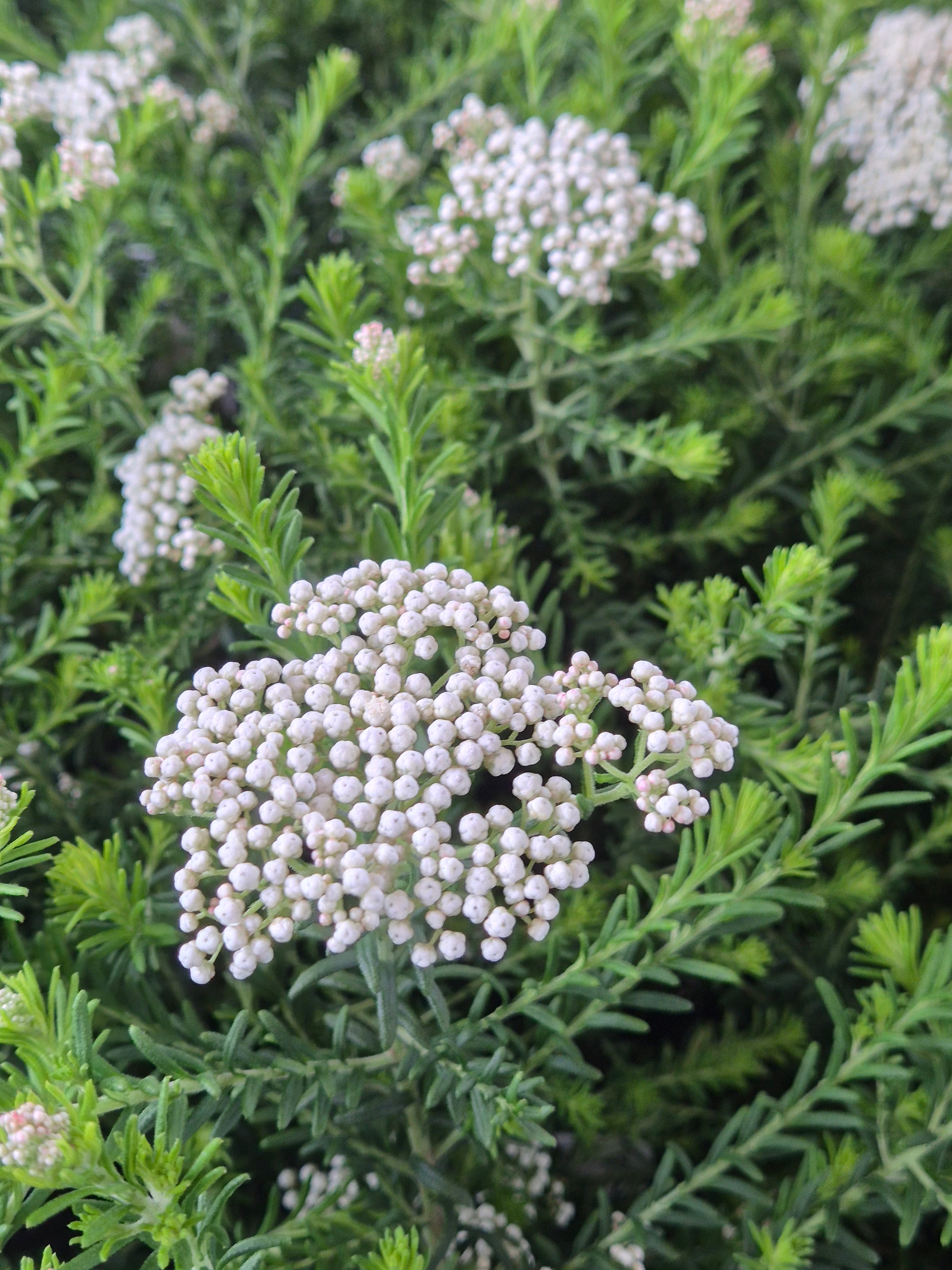 Ozothamnus diosmifolius