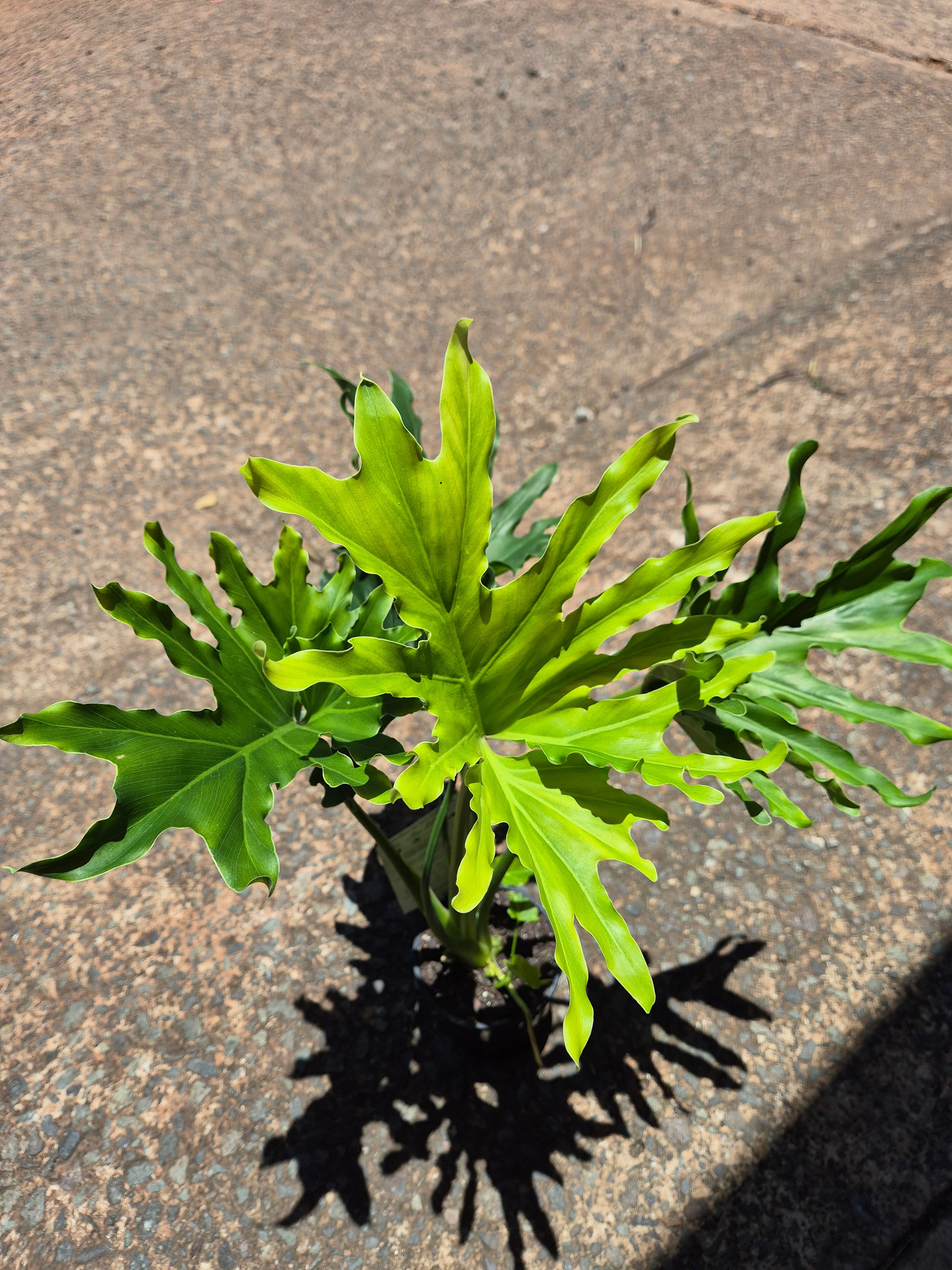 Philodendron Lickety Split
