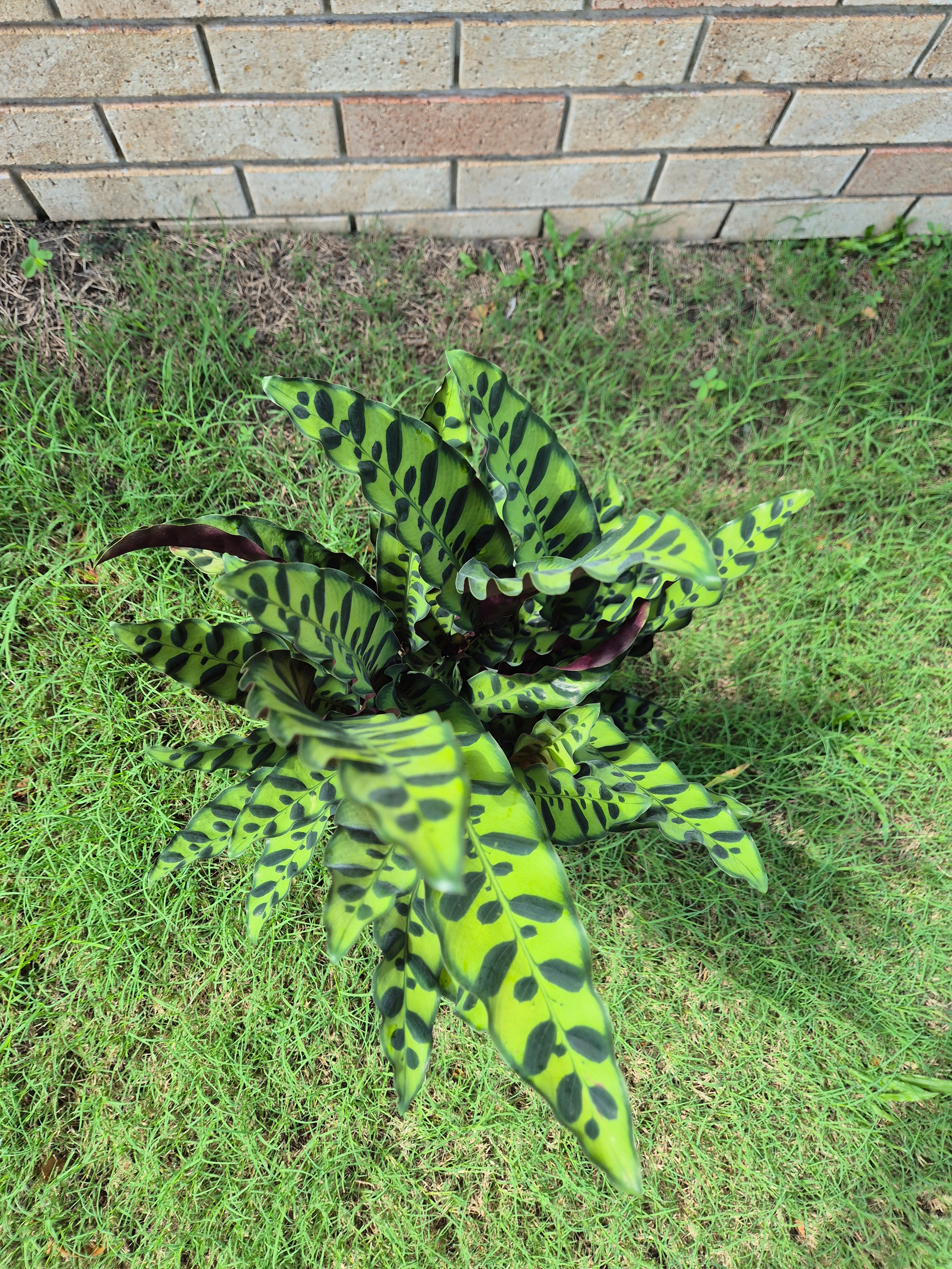 Calathea insignis Rattlesnake (syn. Goeppertia)