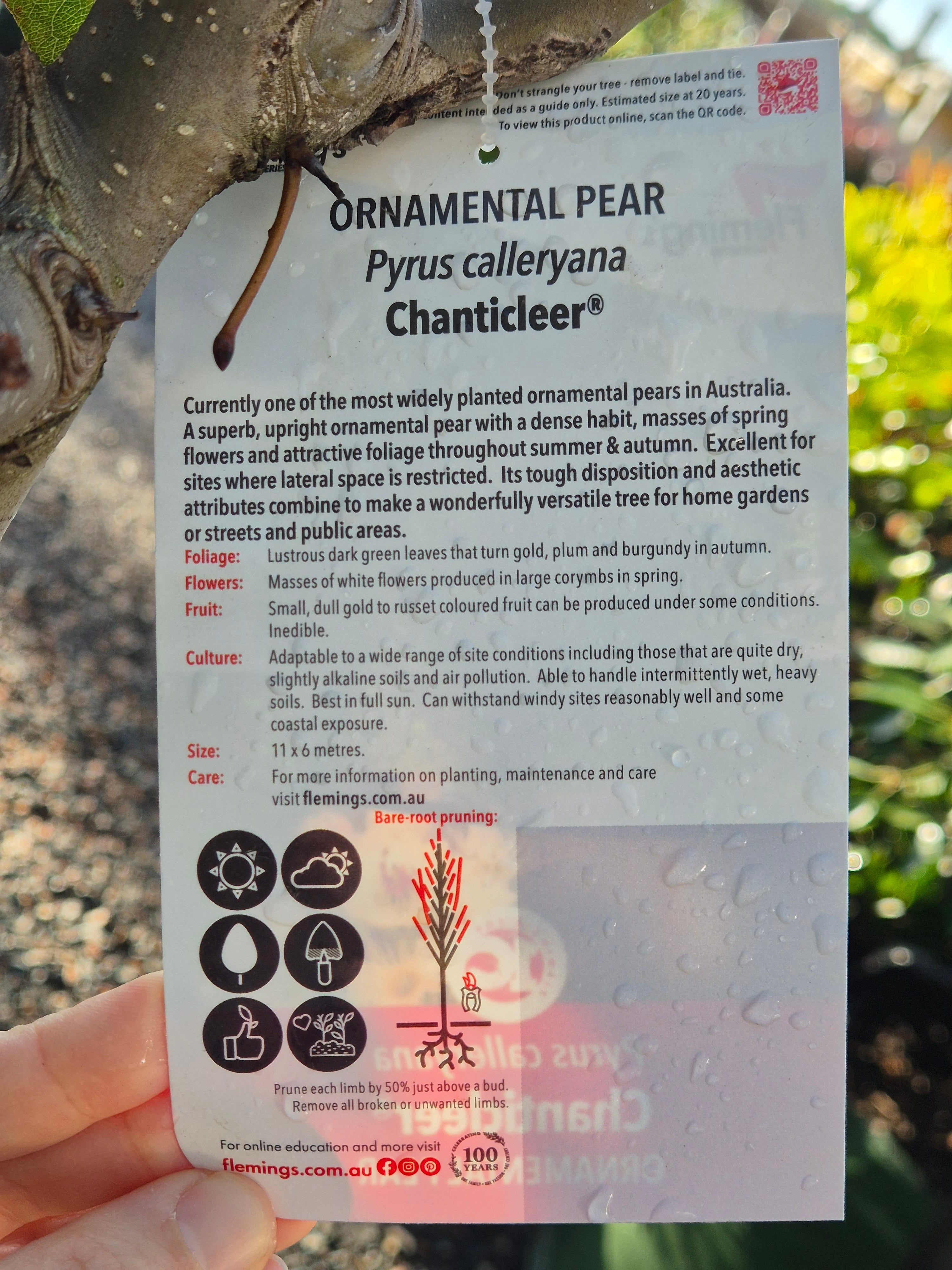 Pyrus calleryana Chanticleer
