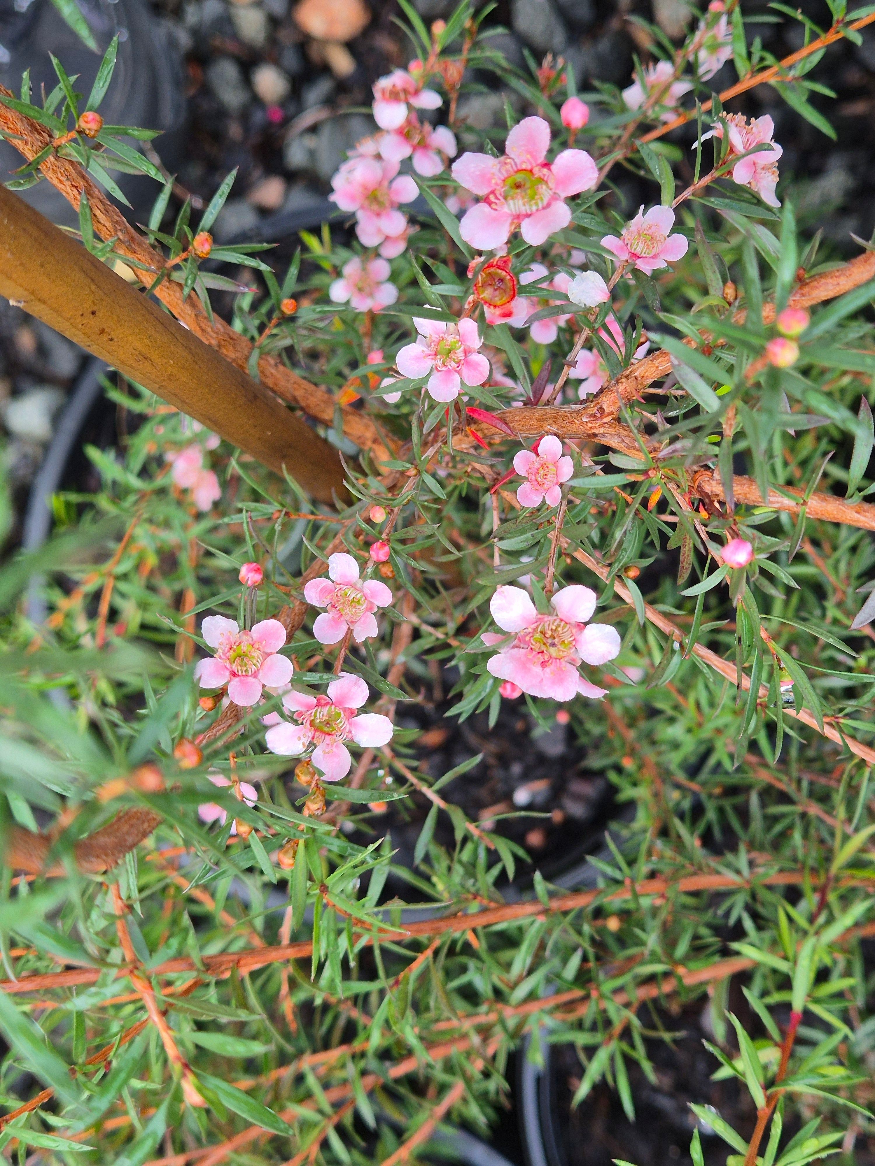 Leptospermum Pink Cascade