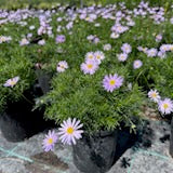 Brachyscome multifida