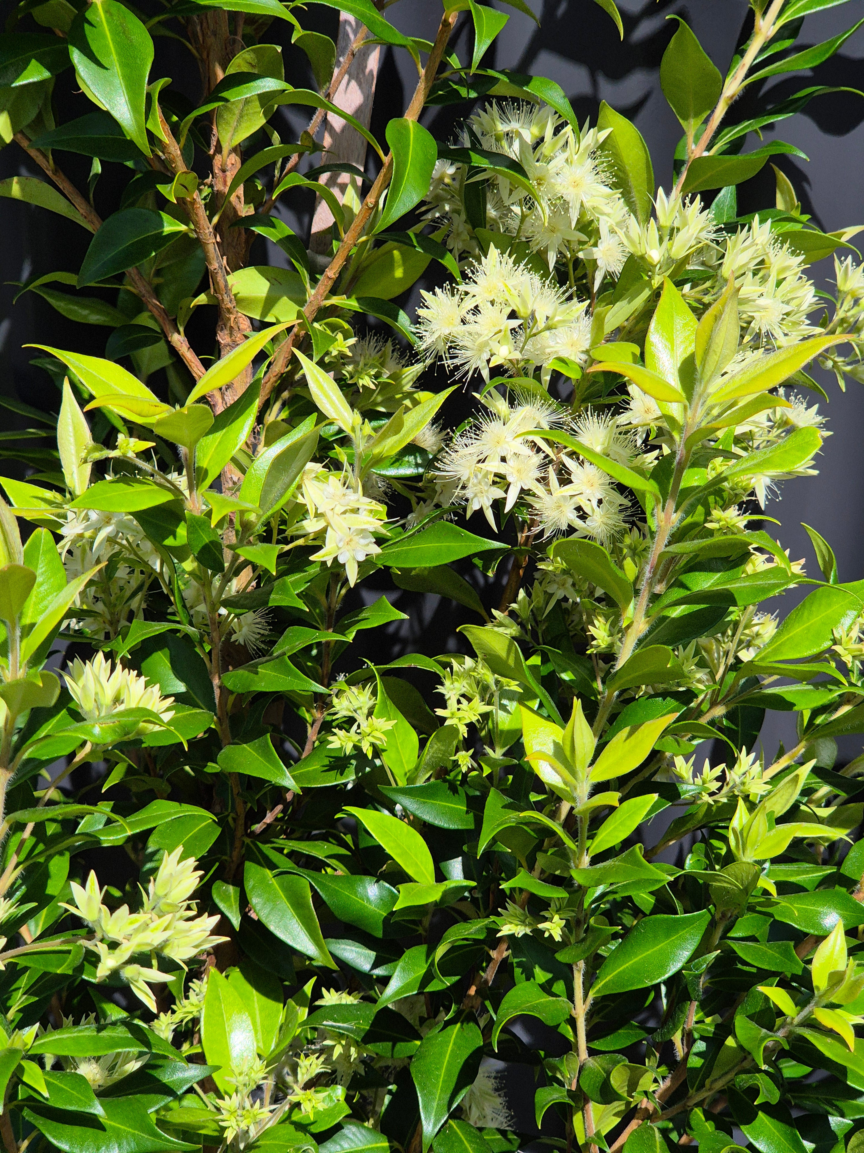 cinnamon myrtle plant Grey Myrtle: Native Plant for Your Garden