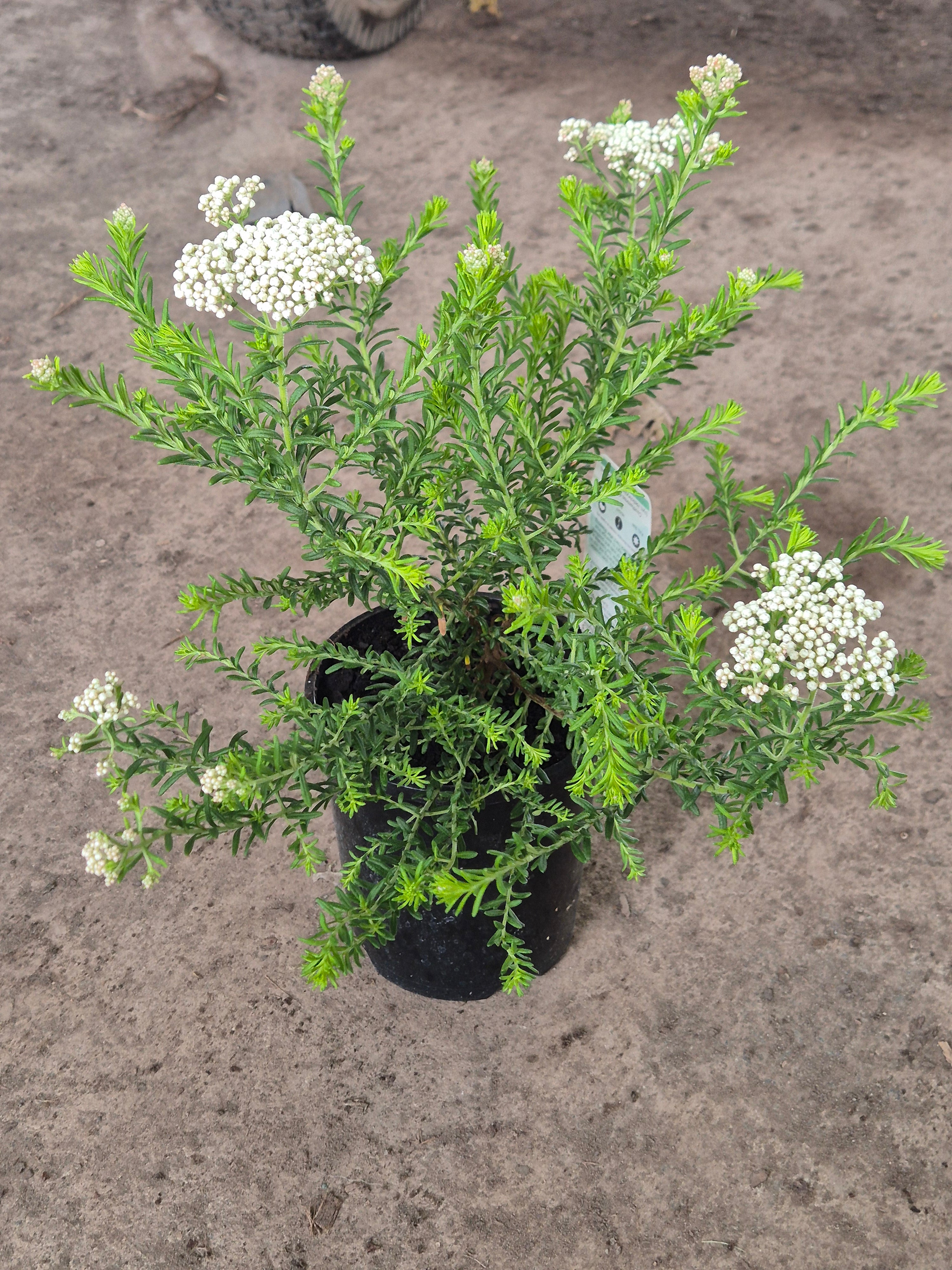 Ozothamnus diosmifolius