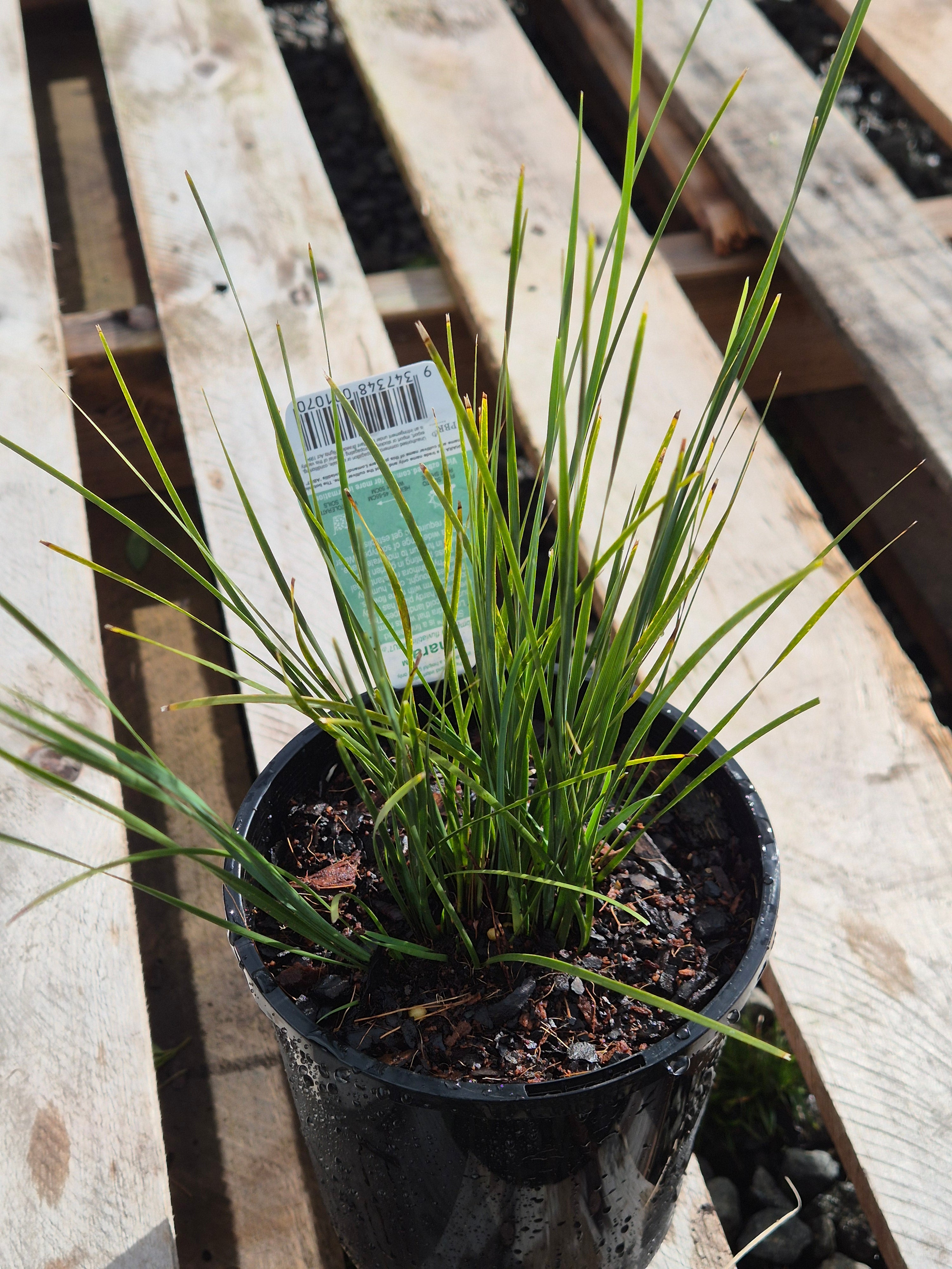 Lomandra fluvitalis Shara