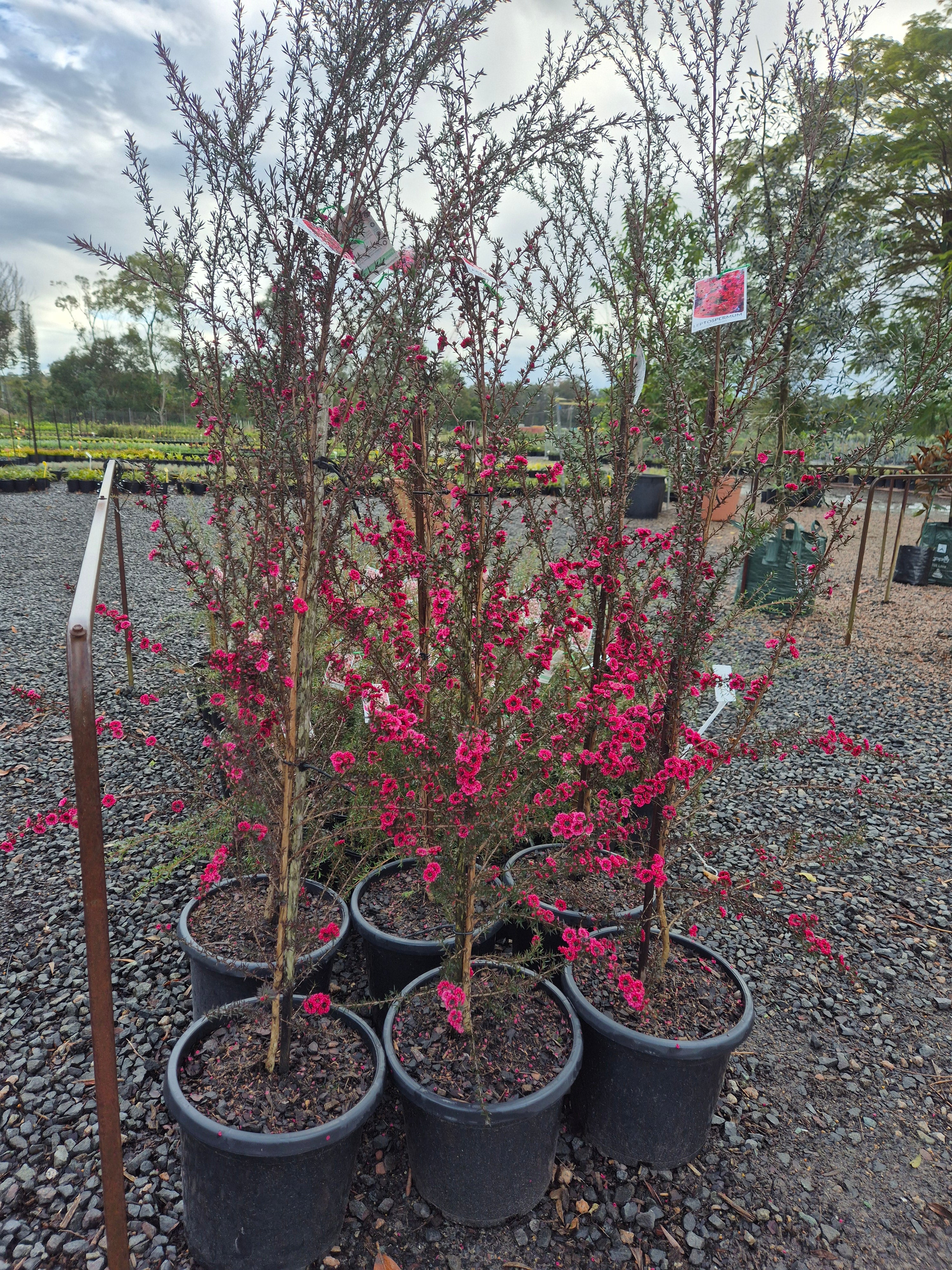 Leptospermum scoparium Burgundy Queen